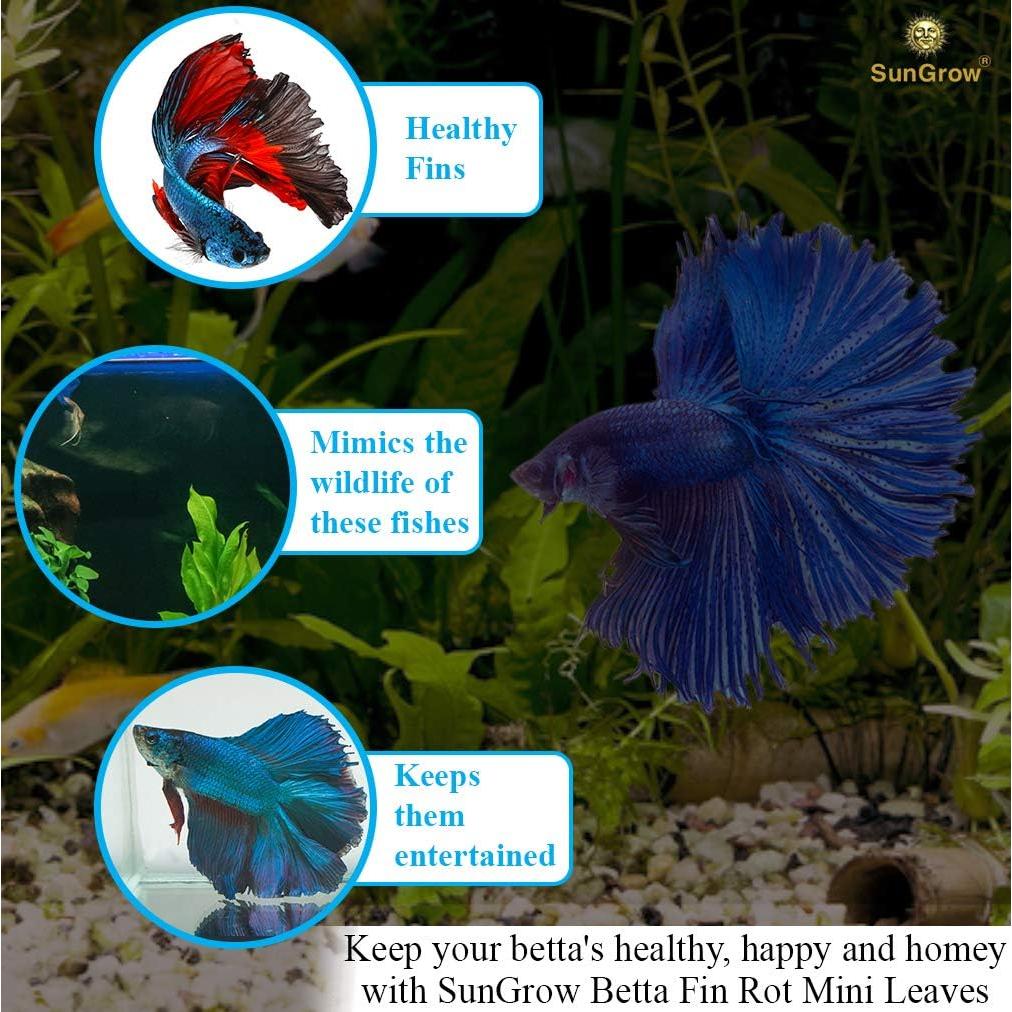 Hojas de Catappa SunGrow 50 pcs para Betta 5.08 cm