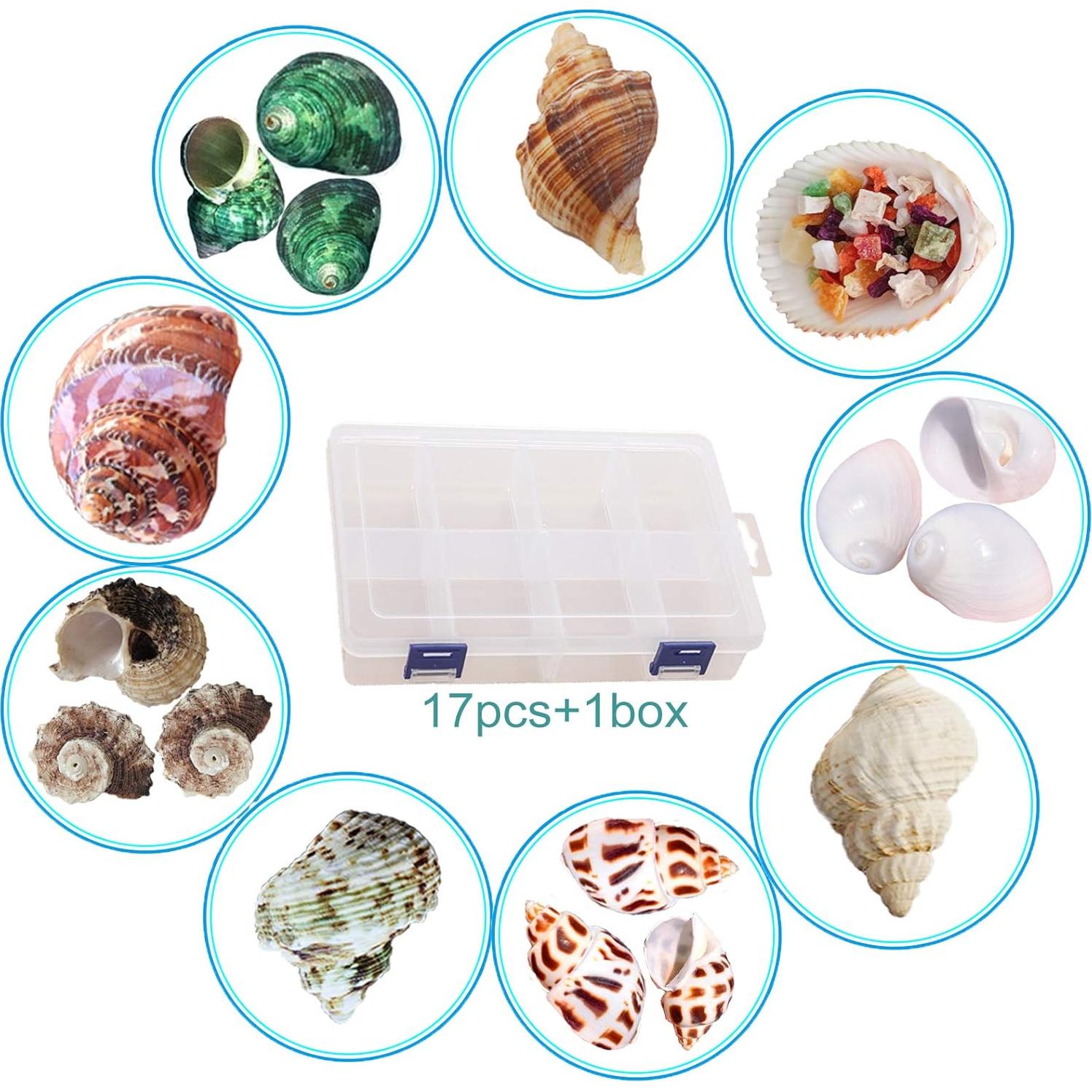 Conchas de Cangrejo Ermitaño SINKOO 17PCS Tamaño 1.5-4.1 cm
