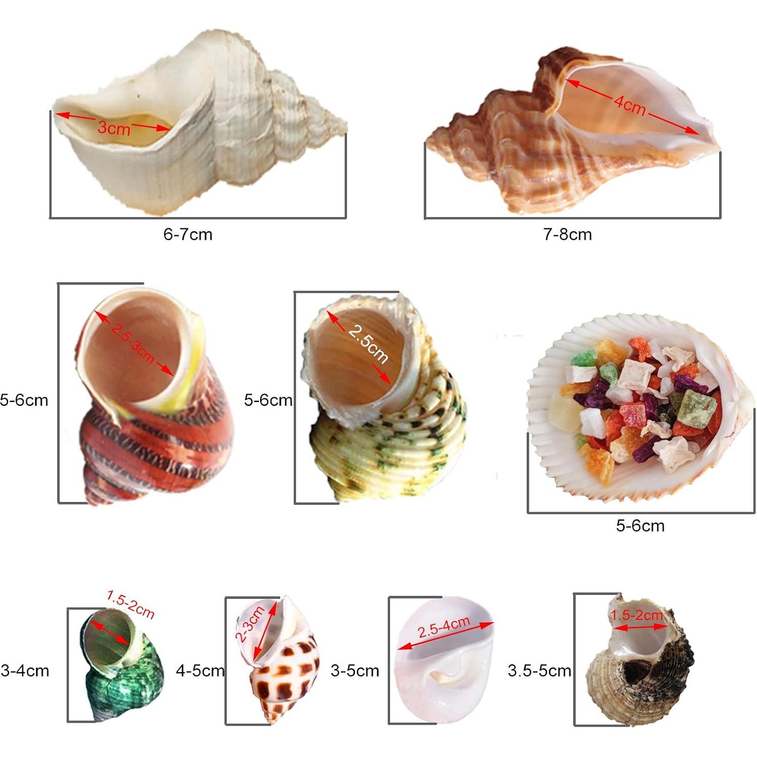 Conchas de Cangrejo Ermitaño SINKOO 17PCS Tamaño 1.5-4.1 cm