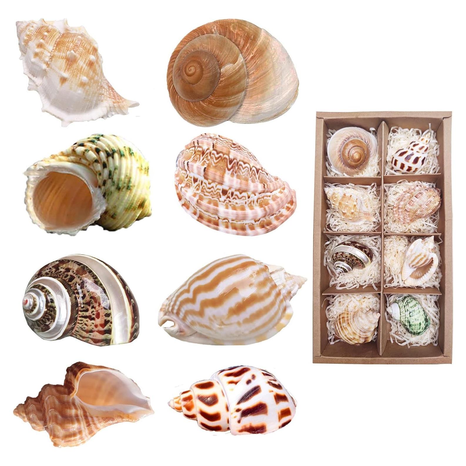 8 Conchas de Cangrejo Ermitaño SINKOO Medianas a Grandes