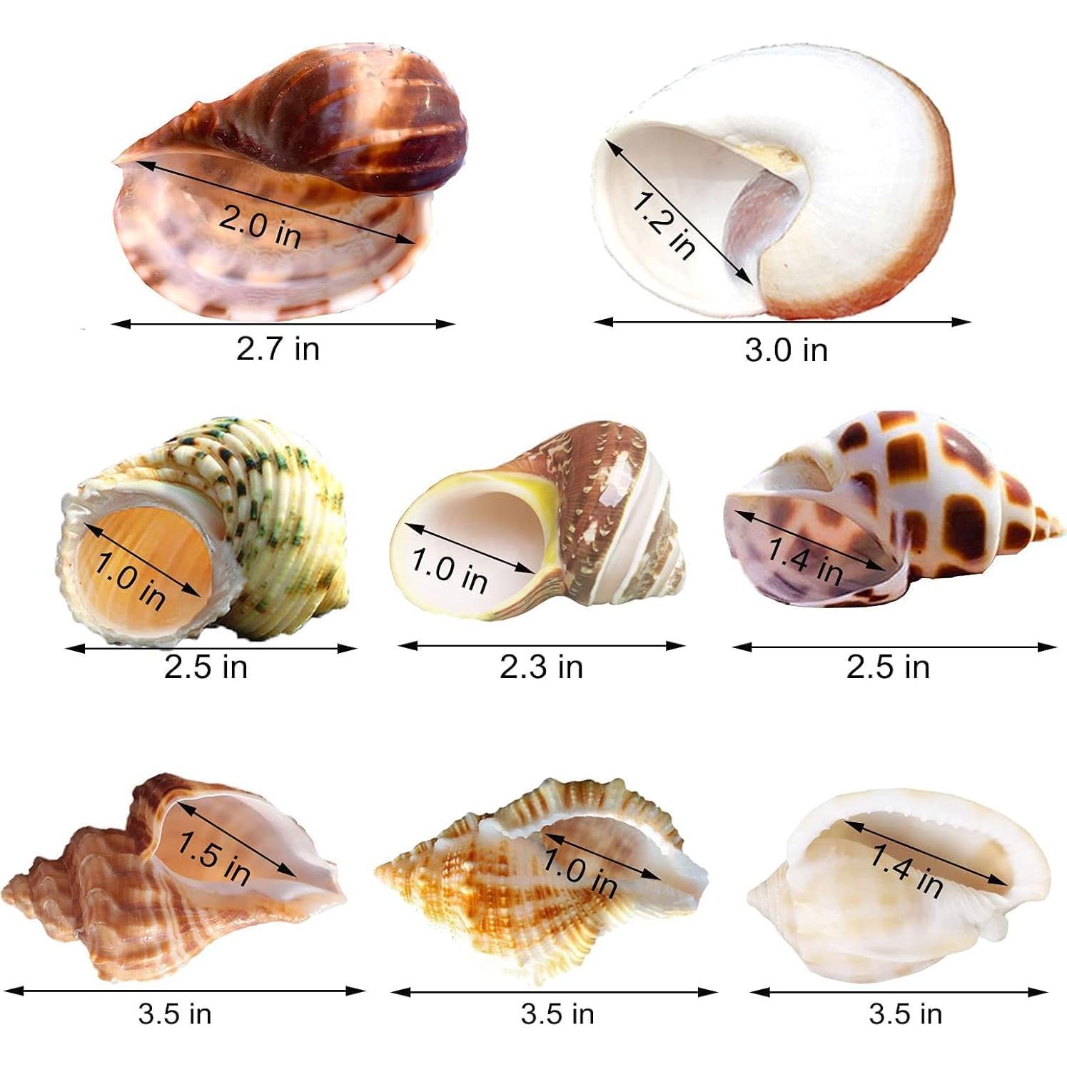 8 Conchas de Cangrejo Ermitaño SINKOO Medianas a Grandes