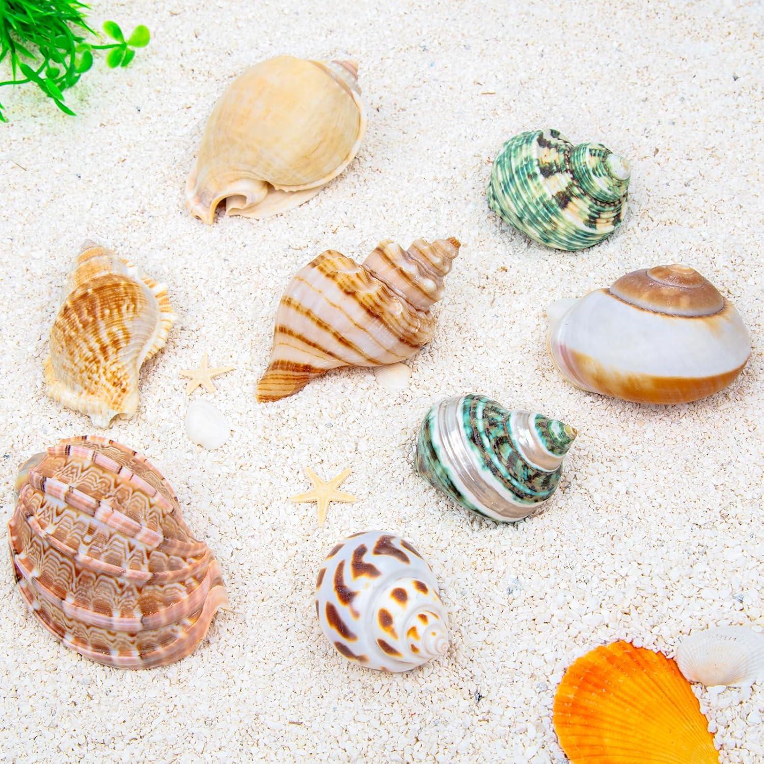 8 Conchas de Cangrejo Ermitaño SINKOO Medianas a Grandes