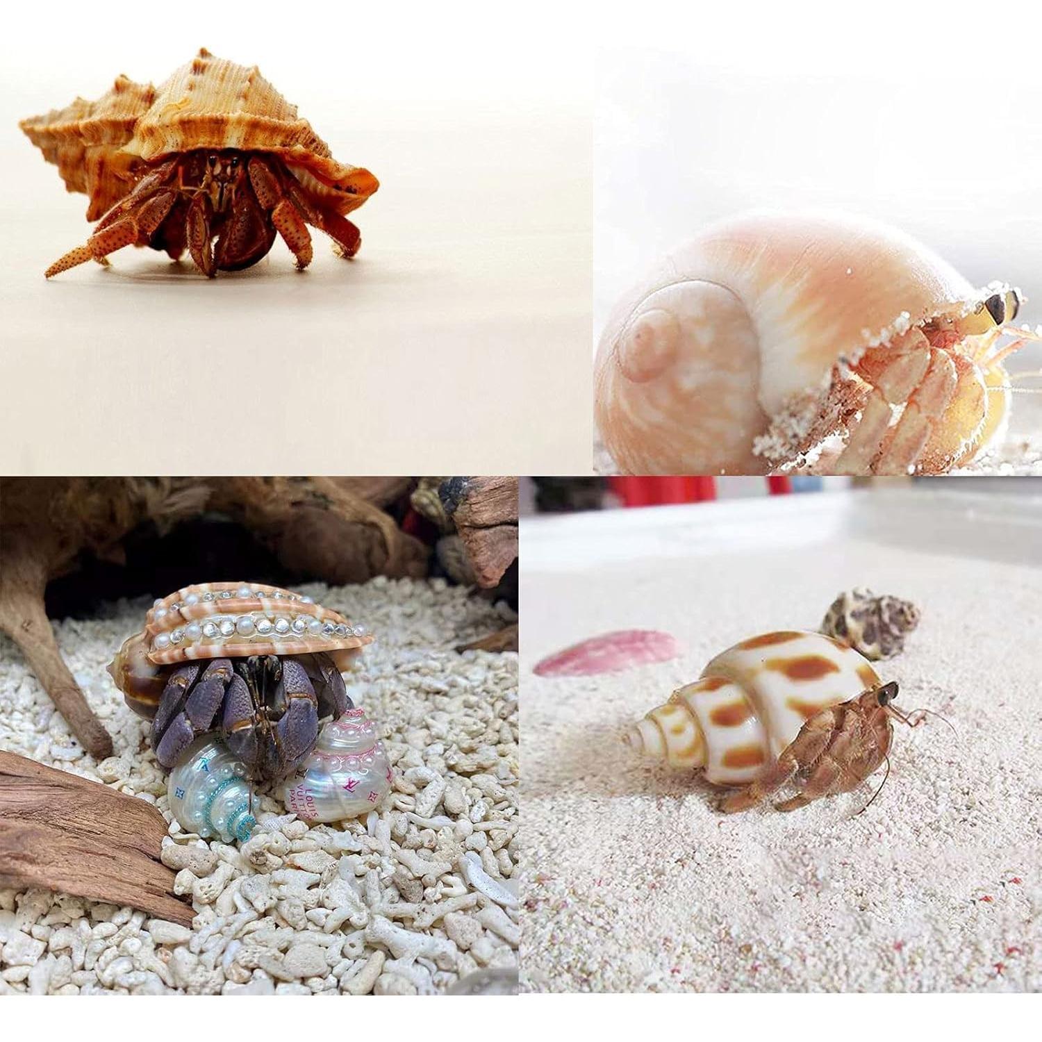 8 Conchas de Cangrejo Ermitaño SINKOO Medianas a Grandes