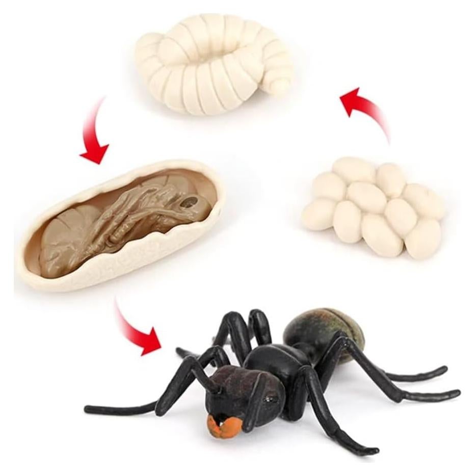 Set Educativo Ciclo de Vida de Hormigas Hvogvok - 4 Figuras