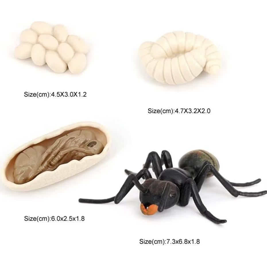 Set Educativo Ciclo de Vida de Hormigas Hvogvok - 4 Figuras