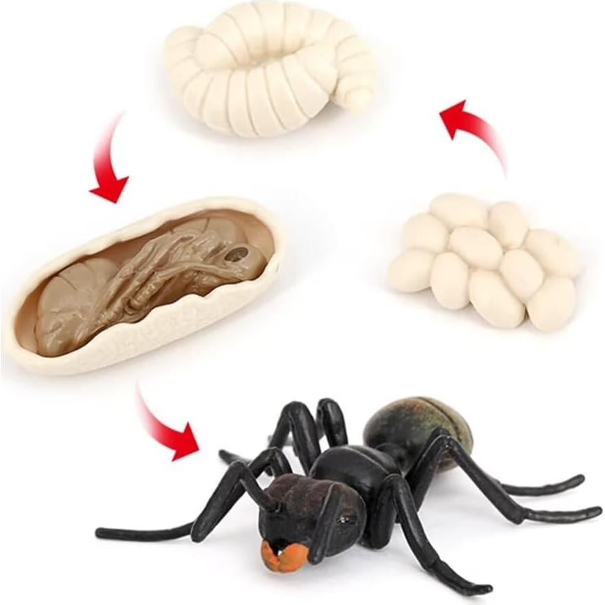 Set Educativo Ciclo de Vida de Hormigas Hvogvok - 4 Figuras