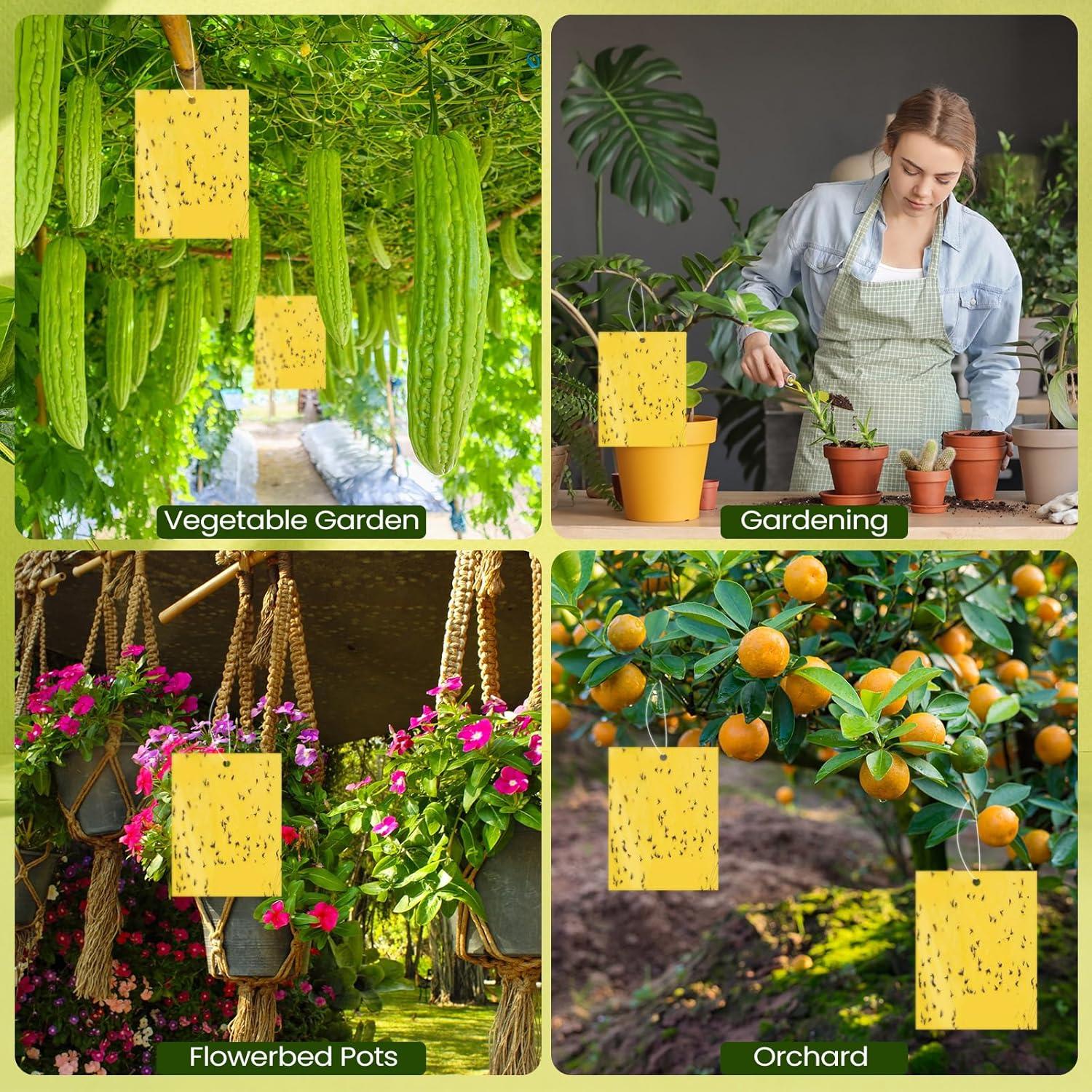 Trampas Adhesivas Amarillas Doble Cara Qualirey 20 Pcs 15x20 cm