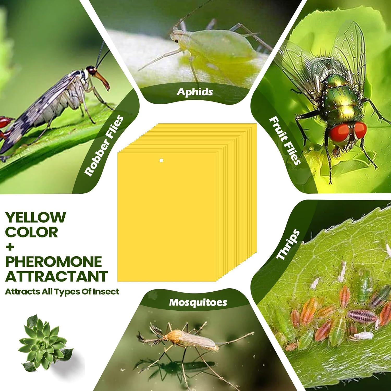 Trampas Adhesivas Amarillas Doble Cara Qualirey 20 Pcs 15x20 cm