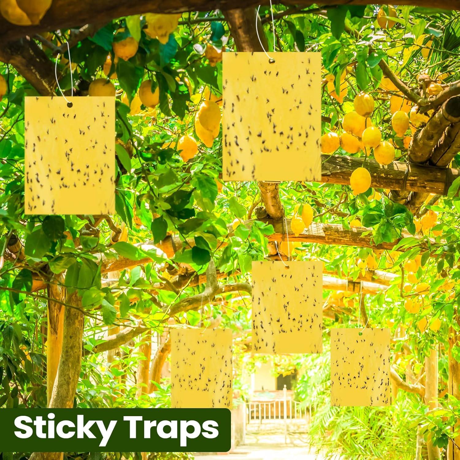 Trampas Adhesivas Amarillas Doble Cara Qualirey 20 Pcs 15x20 cm