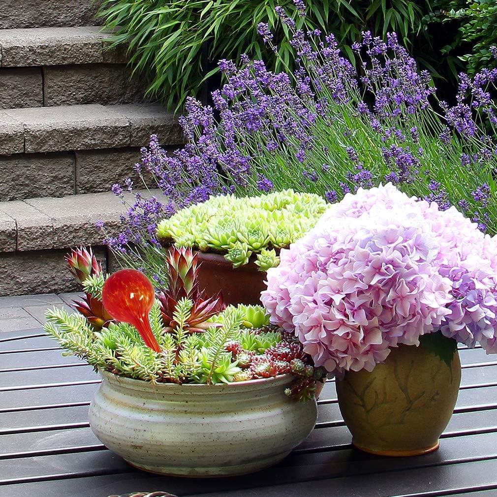 Esferas de Riego Automático Evelots - Paquete de 3 - Vidrio 14.6cm