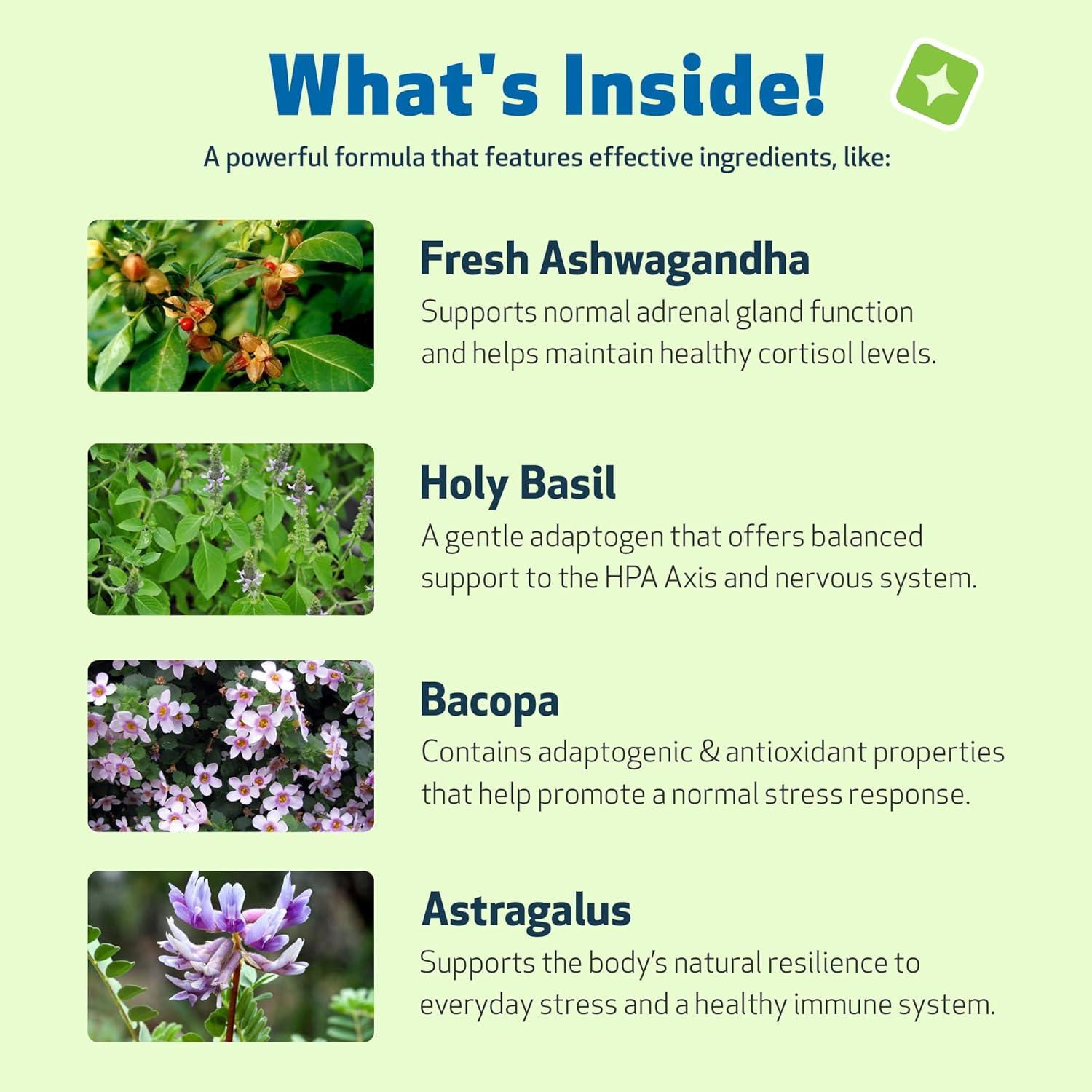 Suplemento Herbal Adrenal Harmony Gold Pet Wellbeing 59 ml