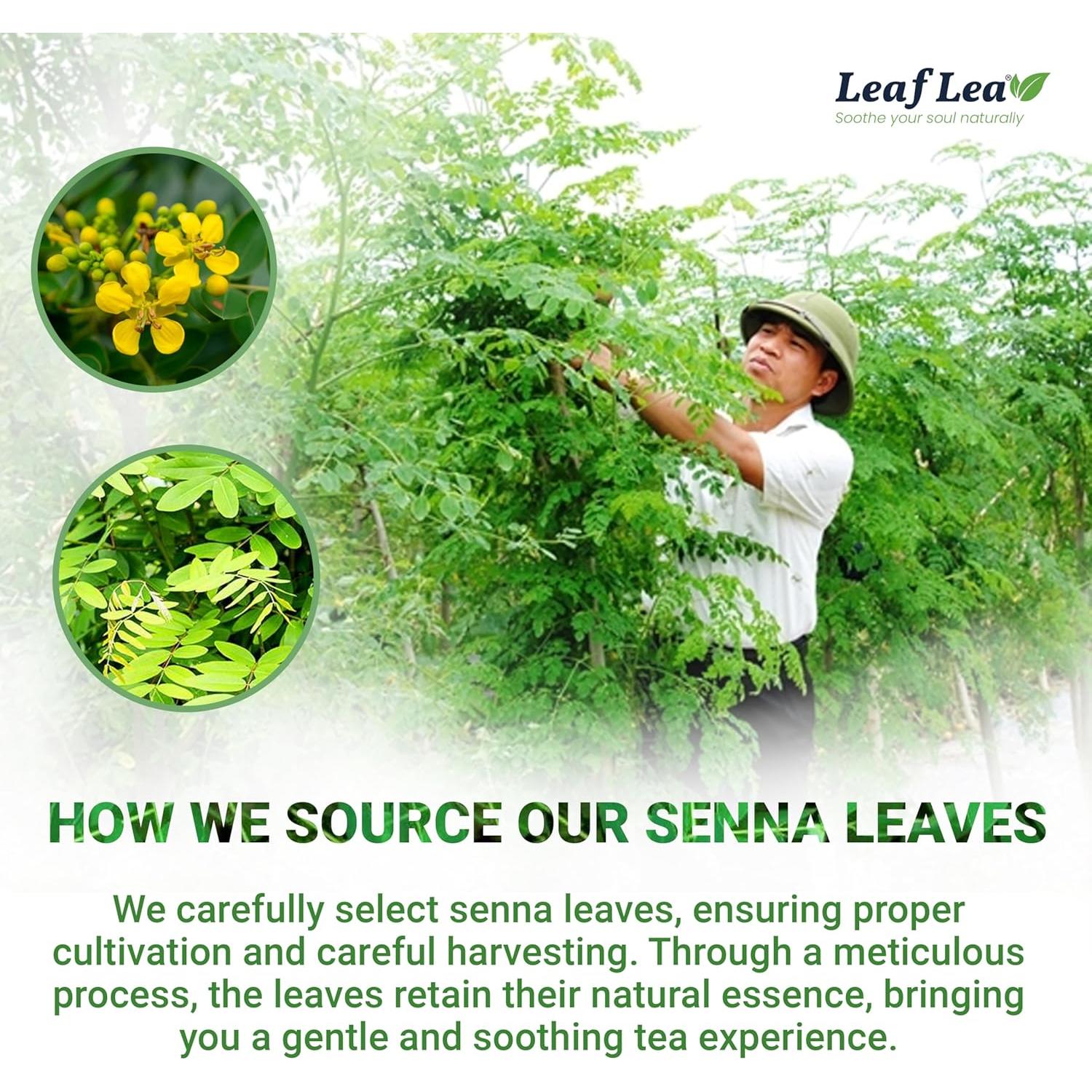 Té de Hoja de Senna LeafLea - 80 Bolsitas Laxante Natural