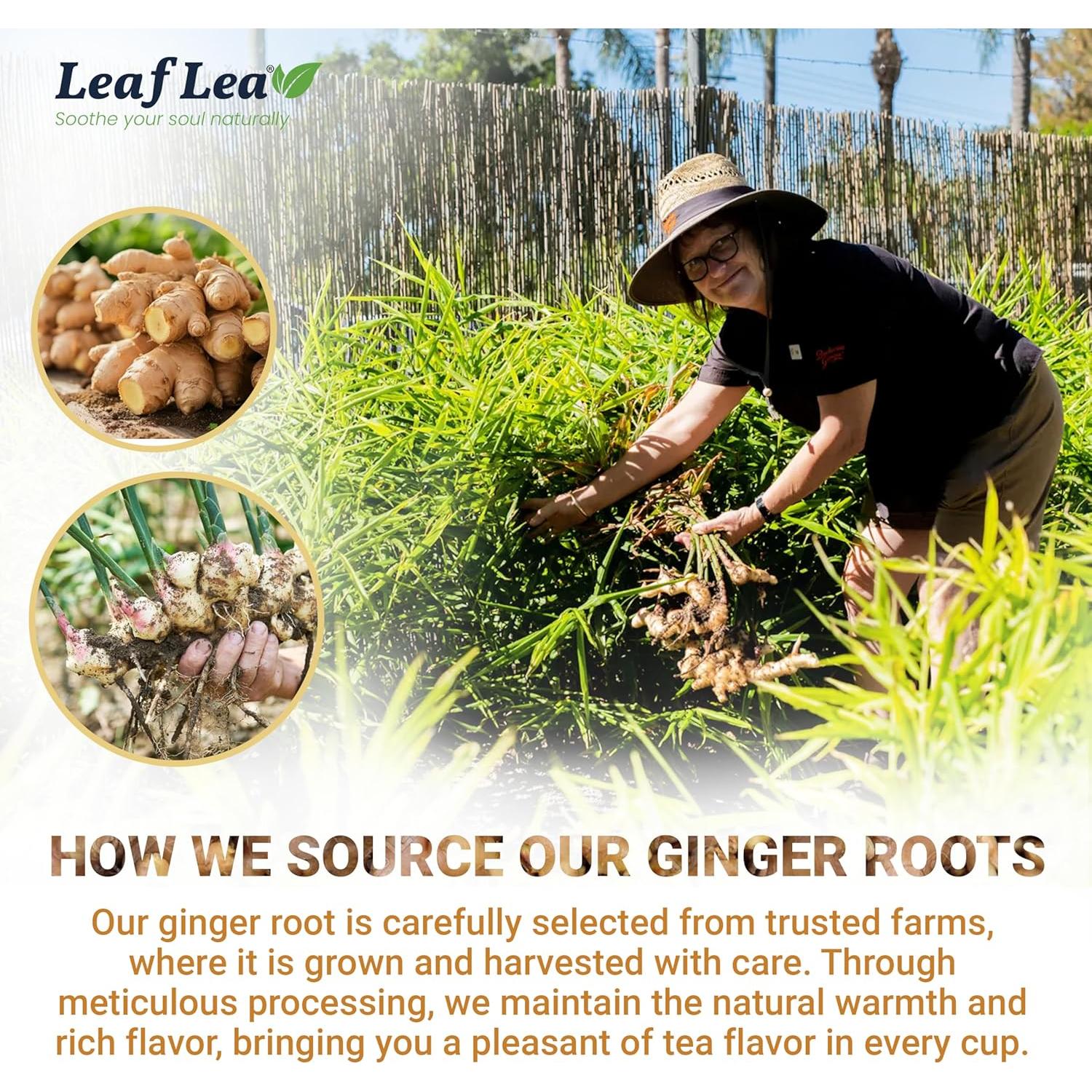 Té de Jengibre LeafLea 120 Bolsitas, 100% Pura Raíz, Sin Cafeína