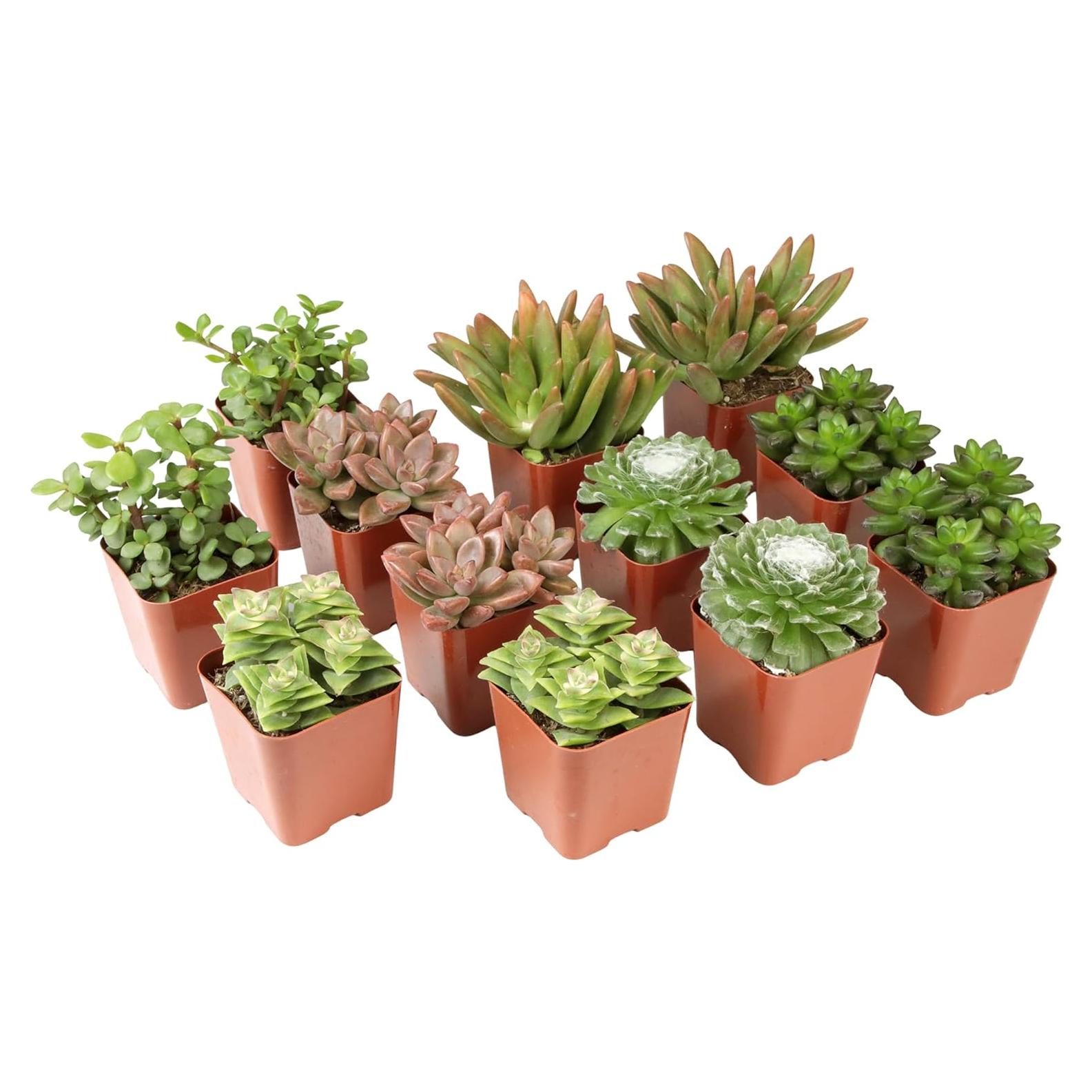 Paquete de 12 Suculentas Vivas Altman Plants - 5 cm