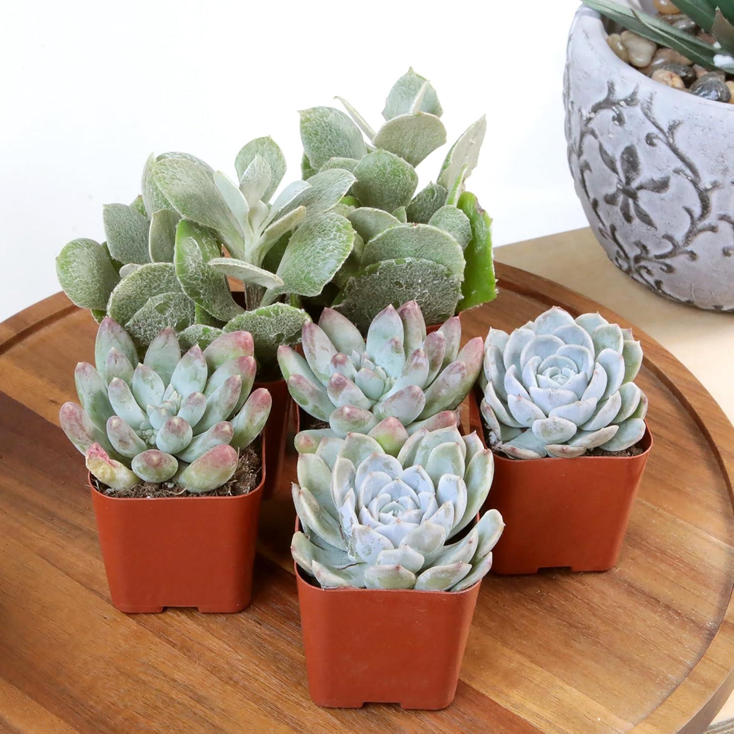 Paquete de 12 Suculentas Vivas Altman Plants - 5 cm