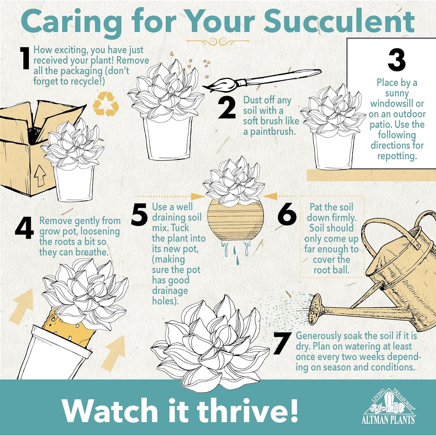 Paquete de 12 Suculentas Vivas Altman Plants - 5 cm