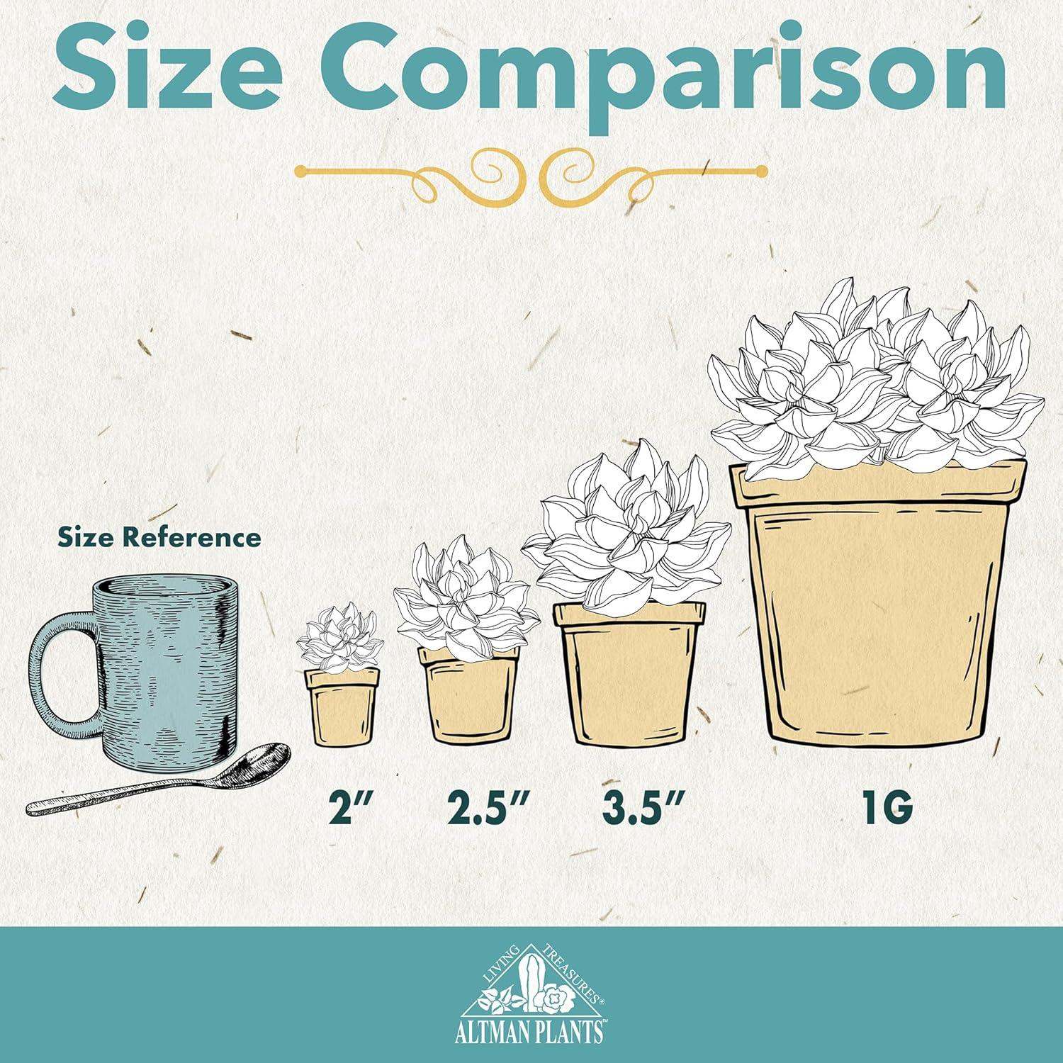 Paquete de 12 Suculentas Vivas Altman Plants - 5 cm