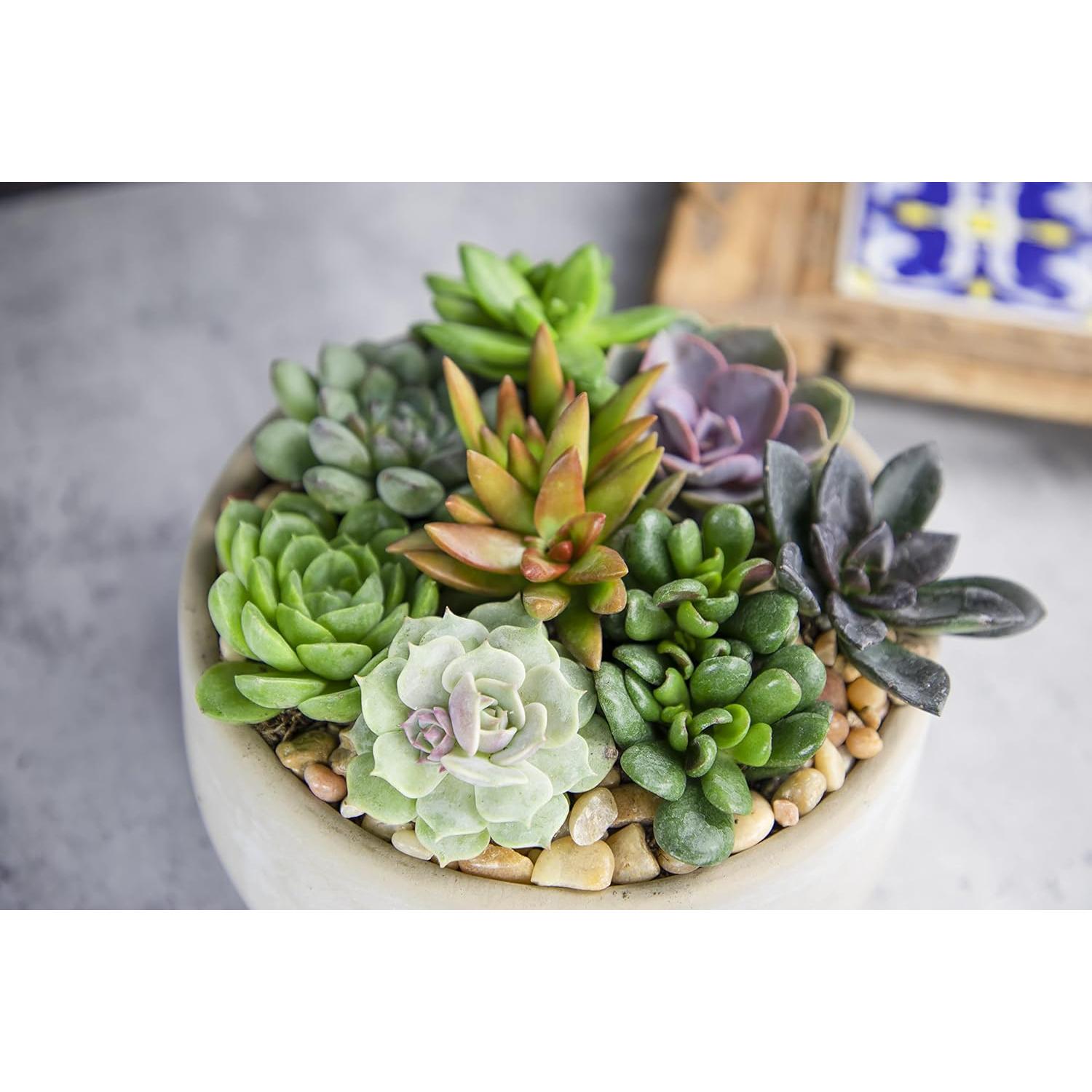 Paquete de 12 Suculentas Vivas Altman Plants - 5 cm