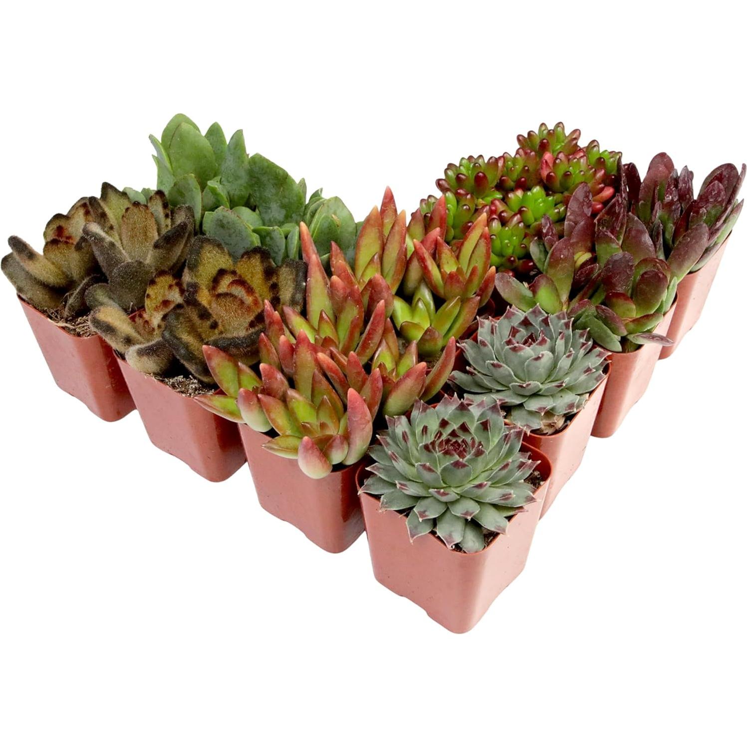 Paquete de 12 Suculentas Vivas Altman Plants - 5 cm