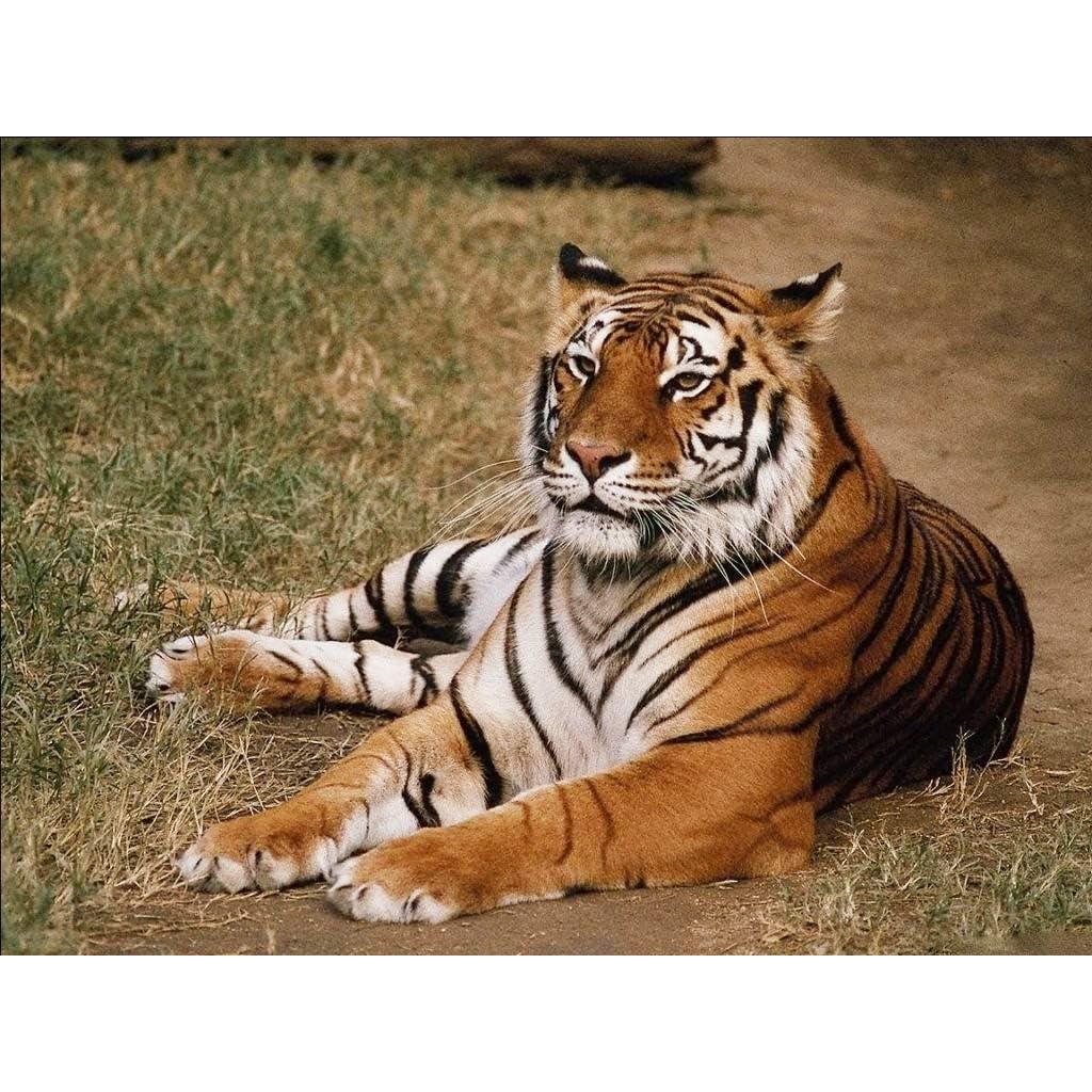 Proyector de Linterna para Niños Pup Go con 24 Imágenes