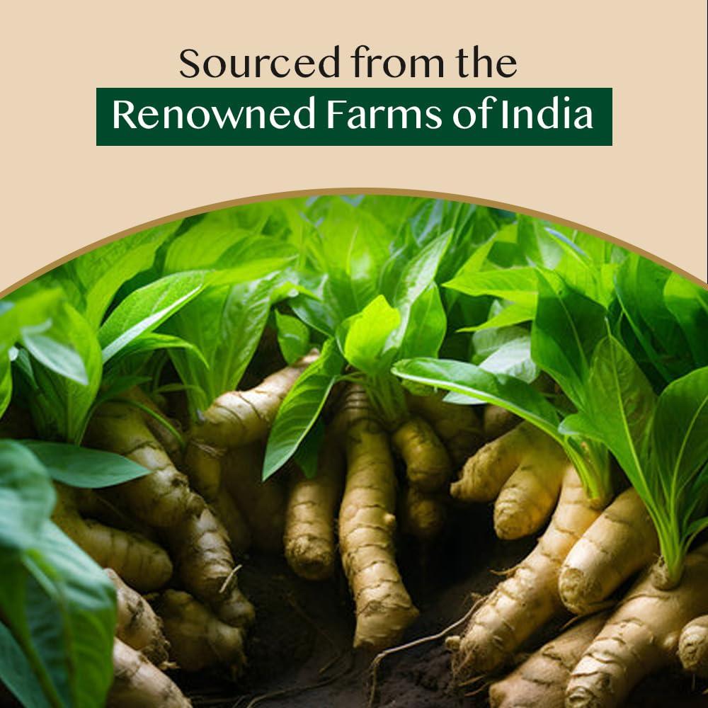 Bolsitas de Té de Jengibre VAHDAM 100 Unidades Ecológicas