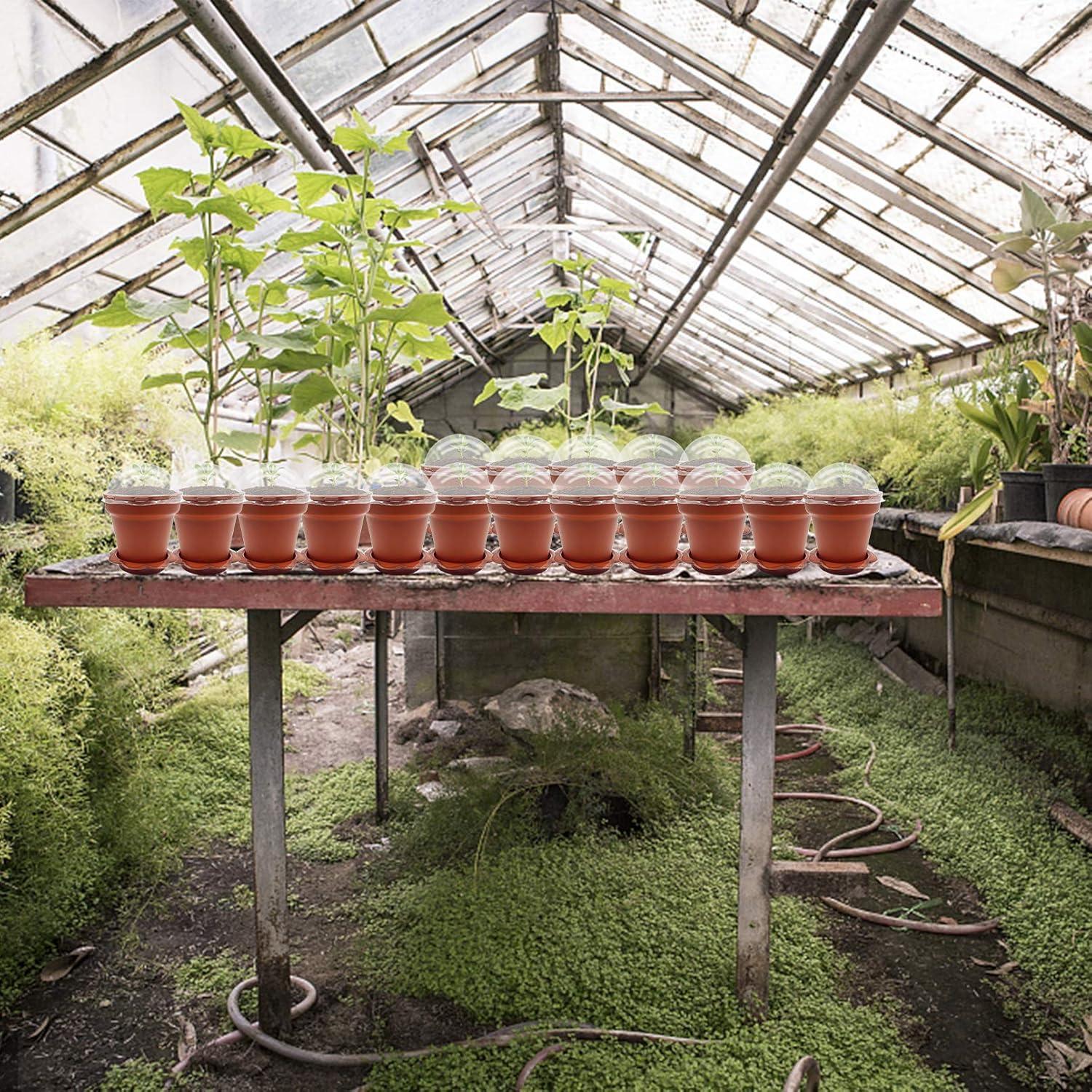 30 Macetas de Vivero PURPLE STAR 1N con Domo de Humedad