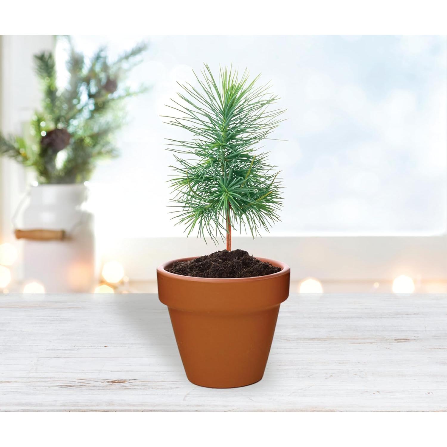 Kit de Cultivo Buzzy 12 Macetas Terracota Amigos Festivos