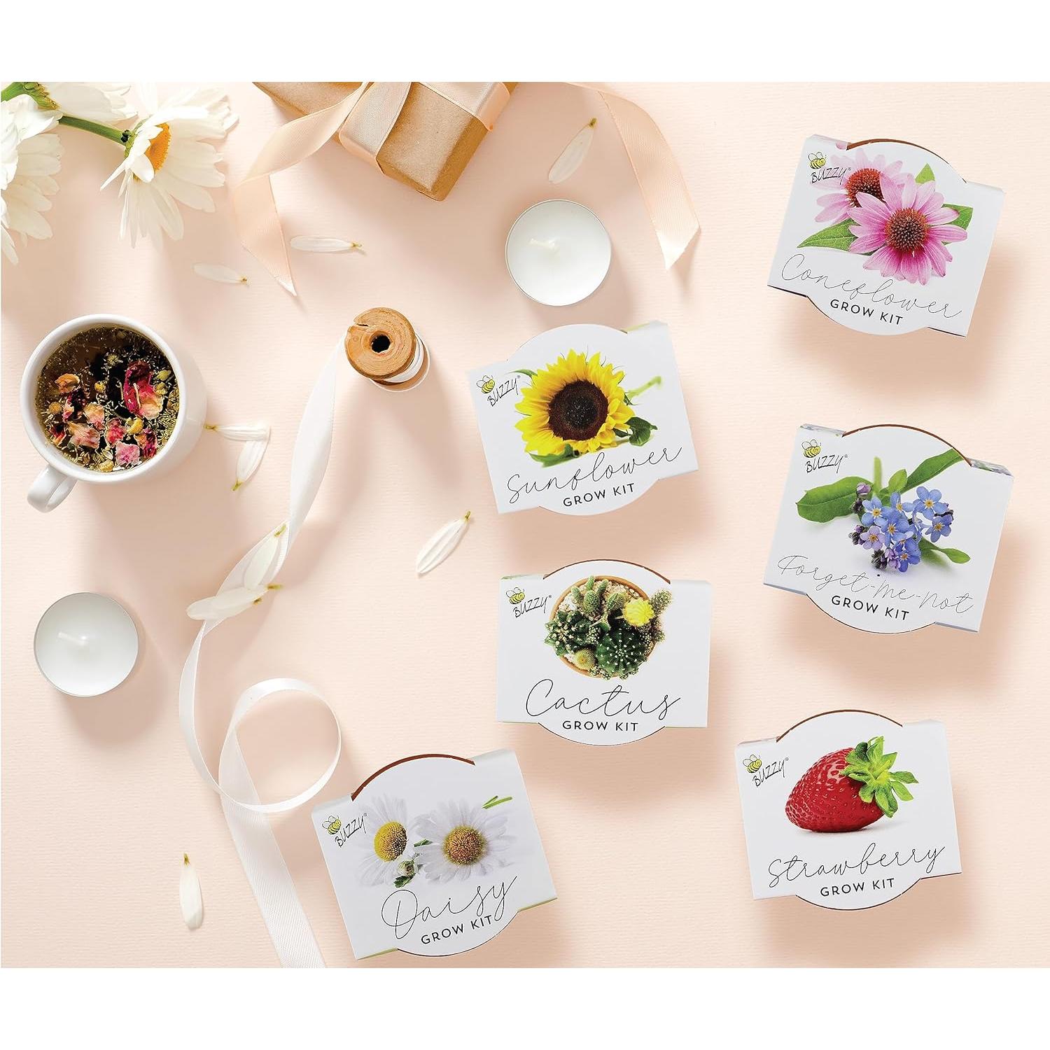 Kit de Semillas en Macetas de Terracota Buzzy - 6 Piezas