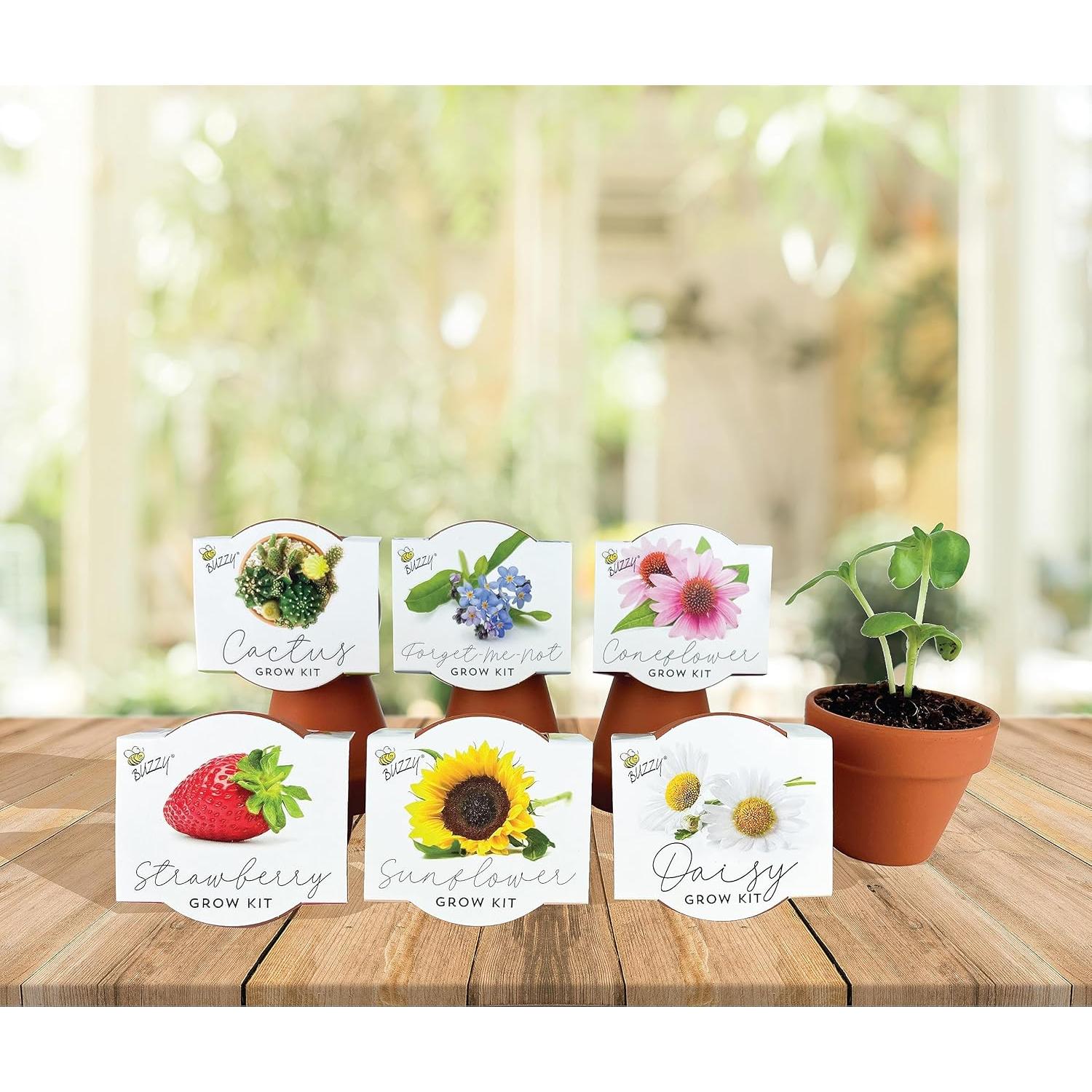 Kit de Semillas en Macetas de Terracota Buzzy - 6 Piezas