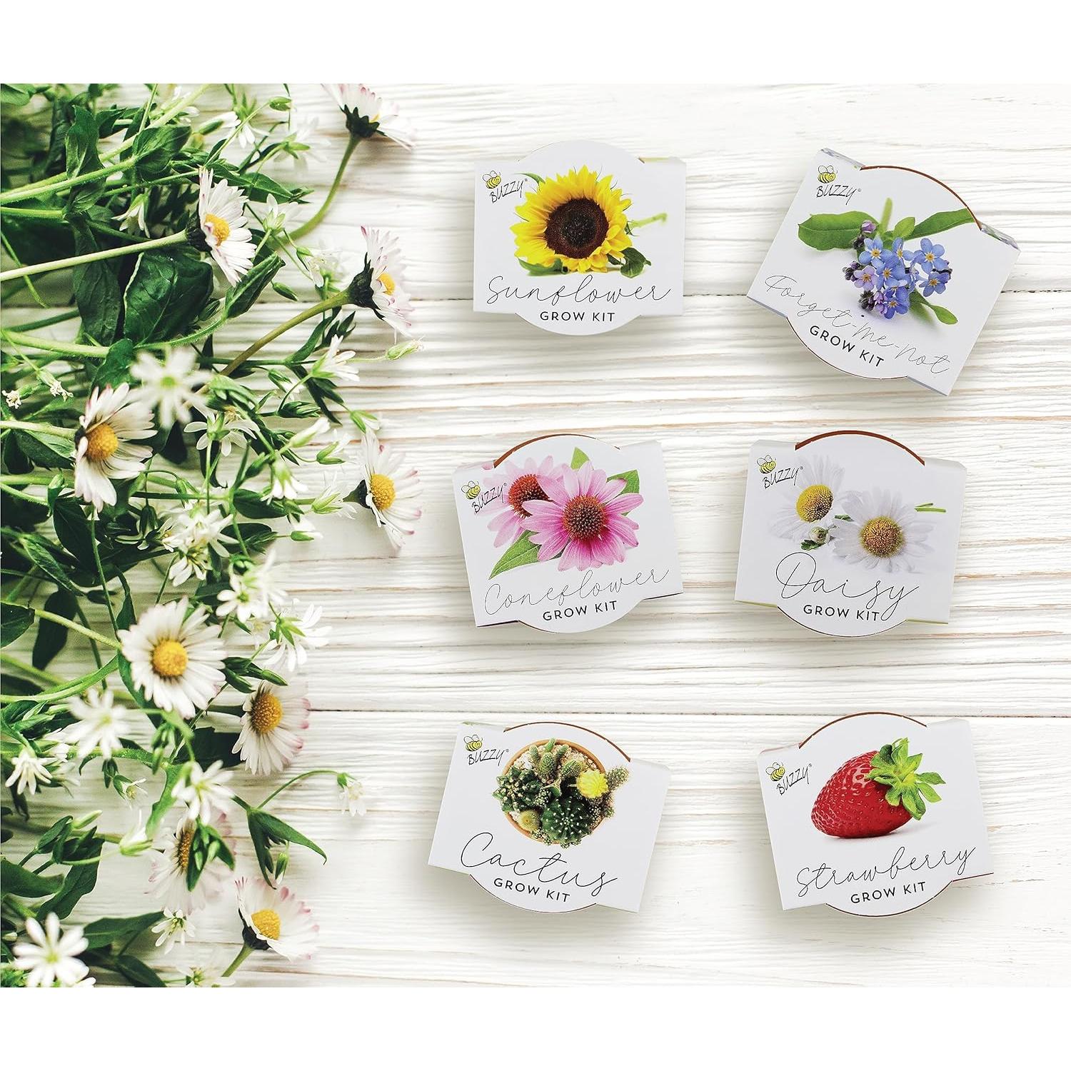 Kit de Semillas en Macetas de Terracota Buzzy - 6 Piezas