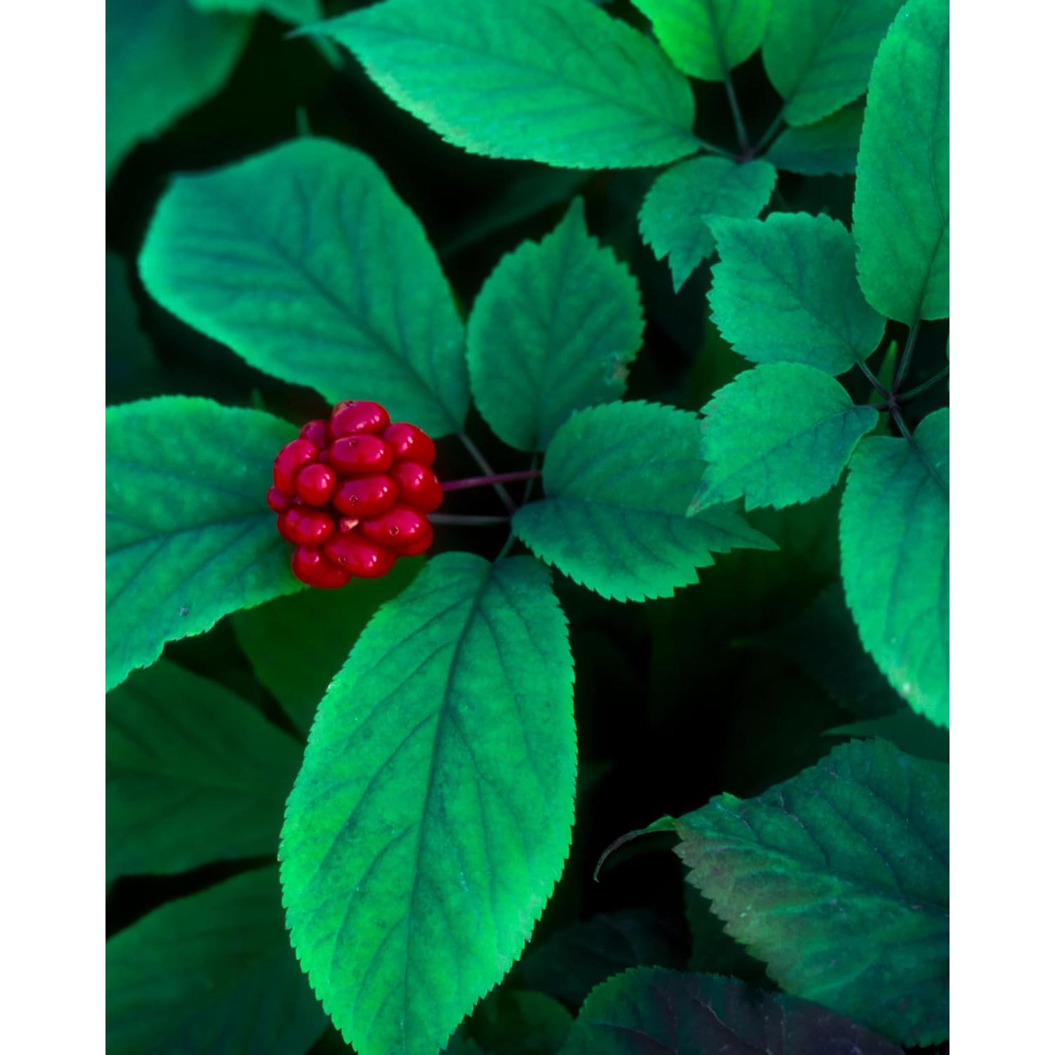 Extracto de Ginseng Americano Orgánico Herb Pharm 30 ml