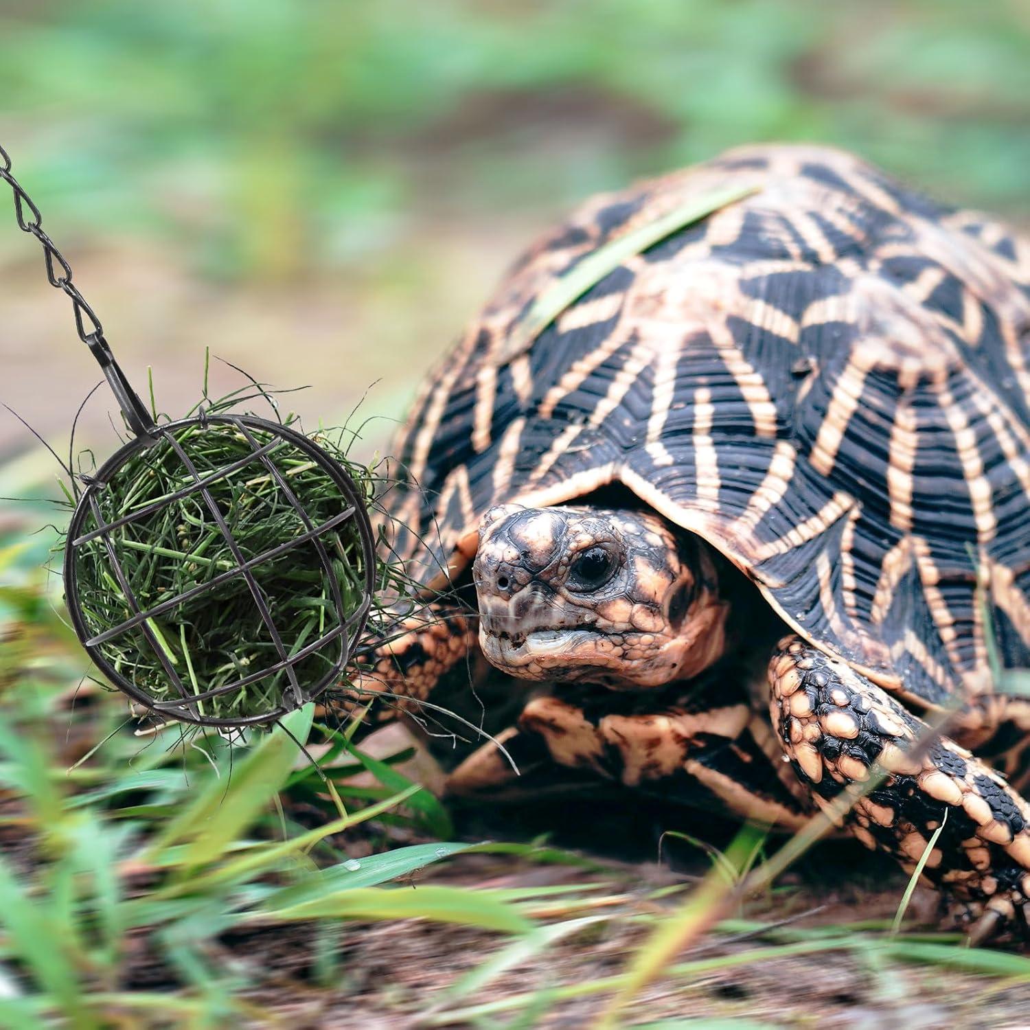 Bola Alimentadora Colgante para Tortugas Neeenn 7.87 cm Acero Inoxidable