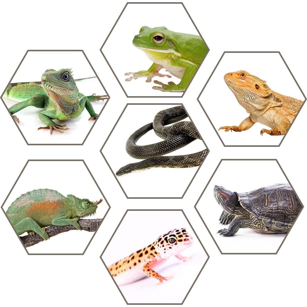 Caja de Alimentación para Reptiles Hamiledyi 2 Piezas 32x22cm