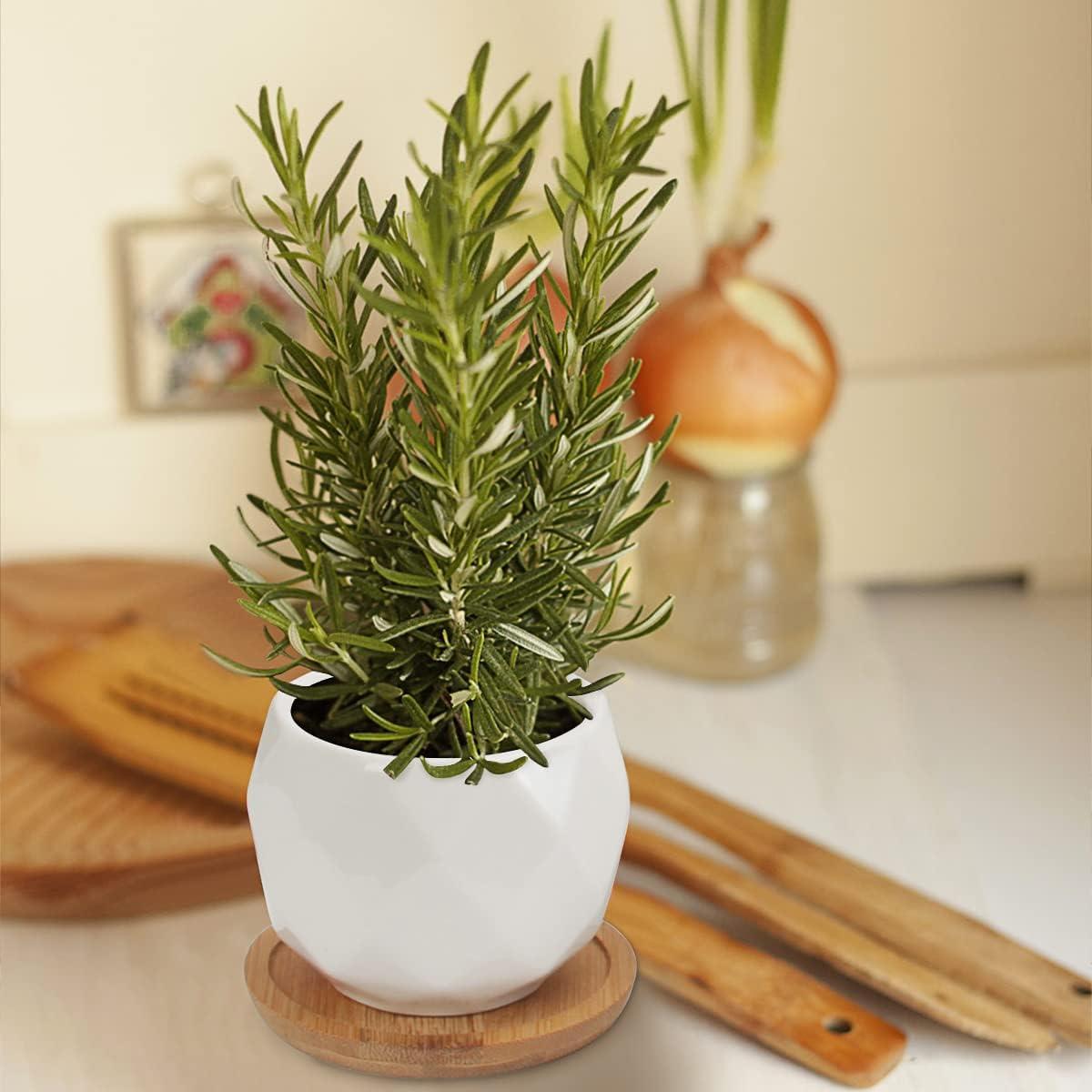 Macetas Suculentas ZOUTOG 12 Piezas Cerámica 6.35 cm