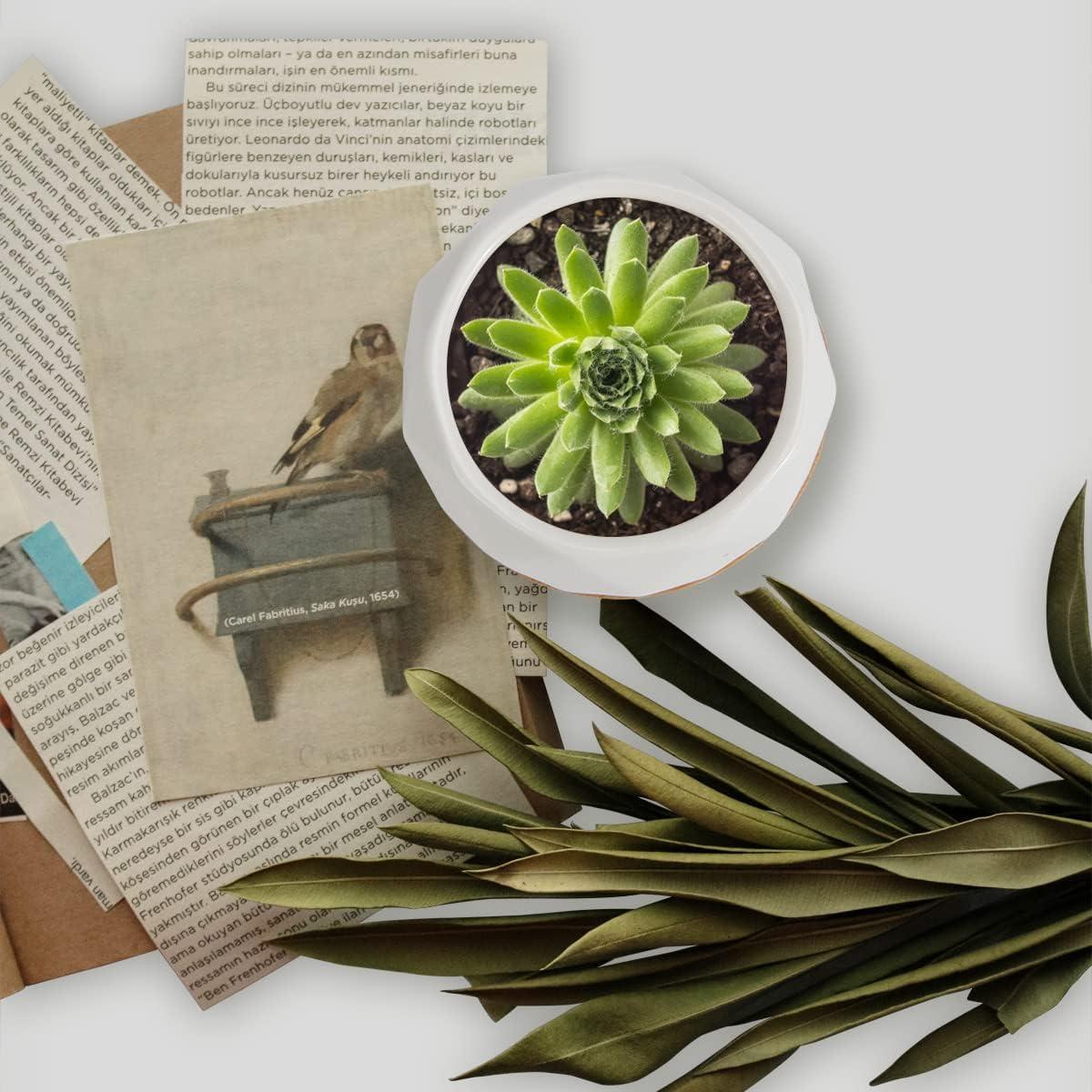 Macetas Suculentas ZOUTOG 12 Piezas Cerámica 6.35 cm