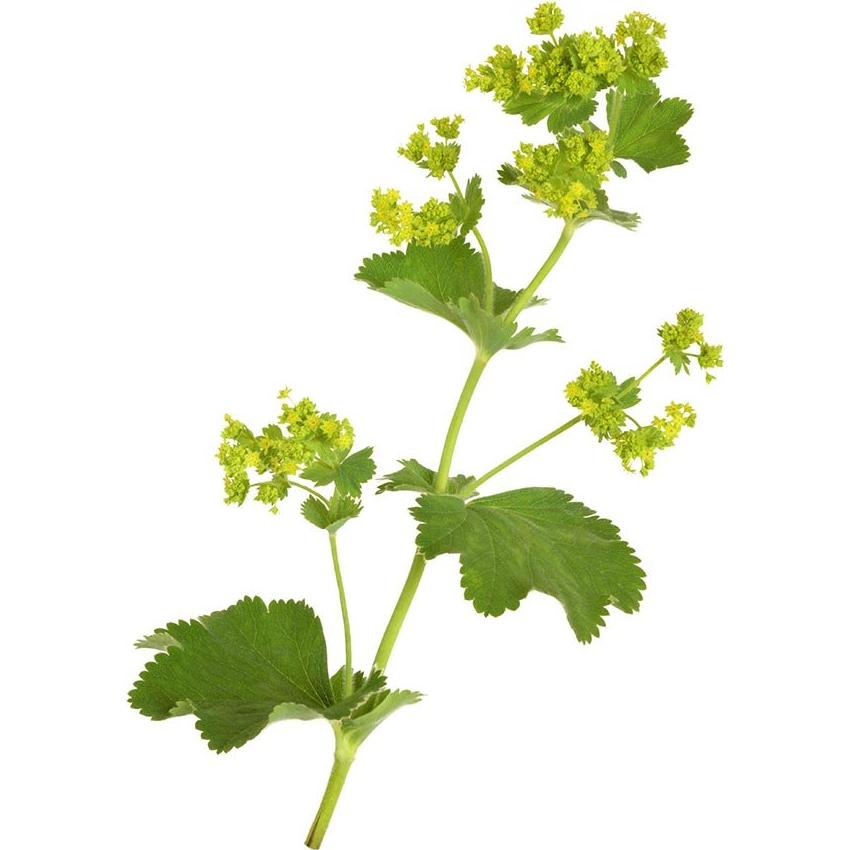 Alchemilla Dried Herb Biokoma 50g Orgánica Certificada USDA