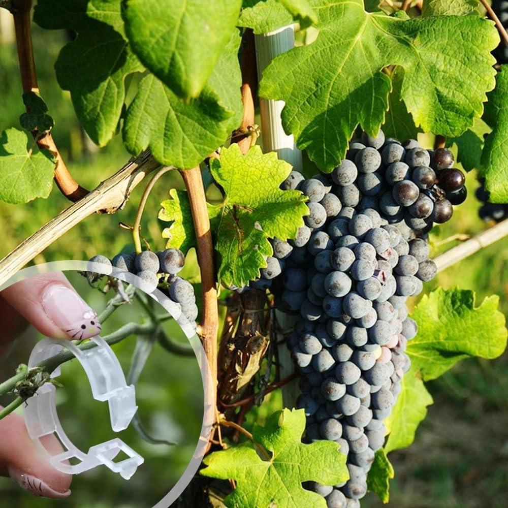 100 Clips de Soporte para Plantas Trepadoras Koujut Blanco