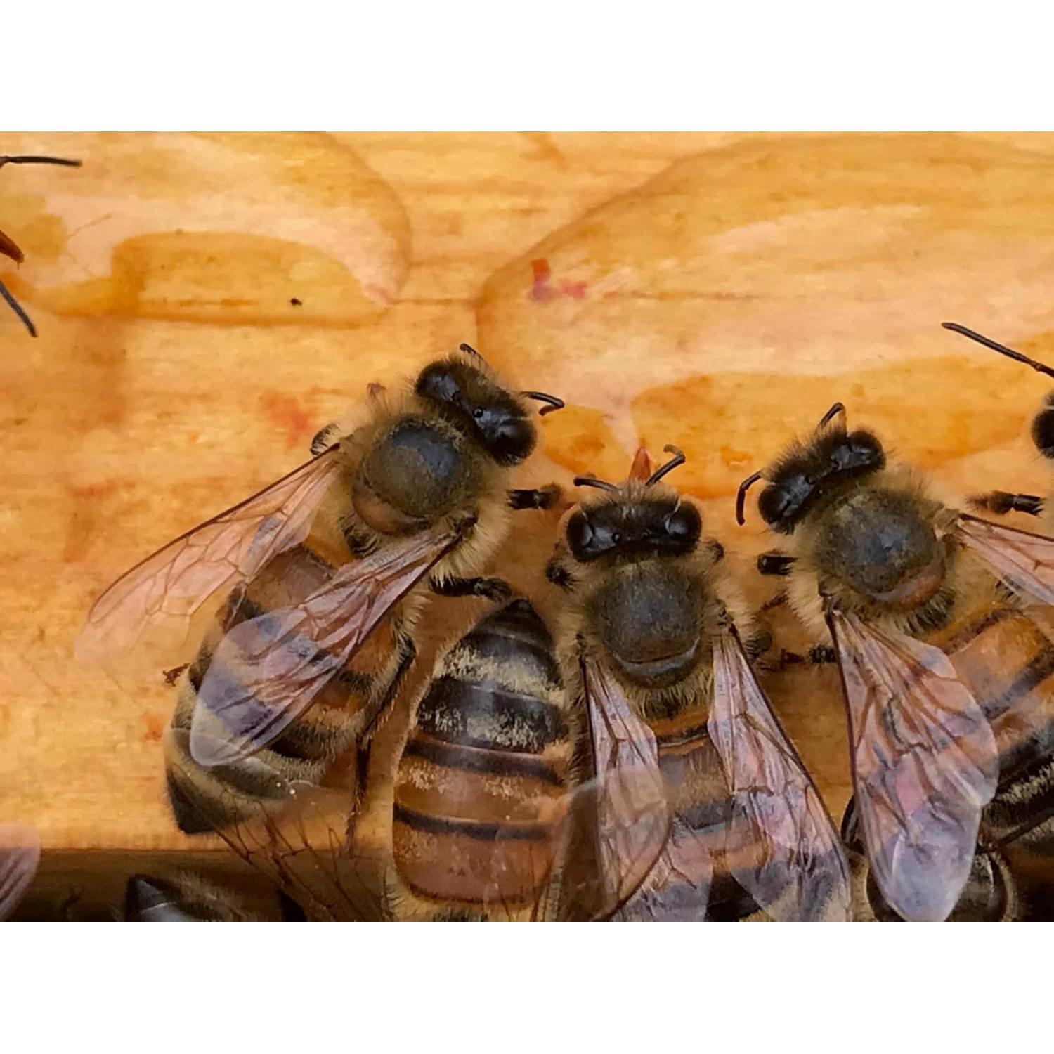 Bálsamo Curativo para Manos Planet Bee Apiary 28.35g Natural