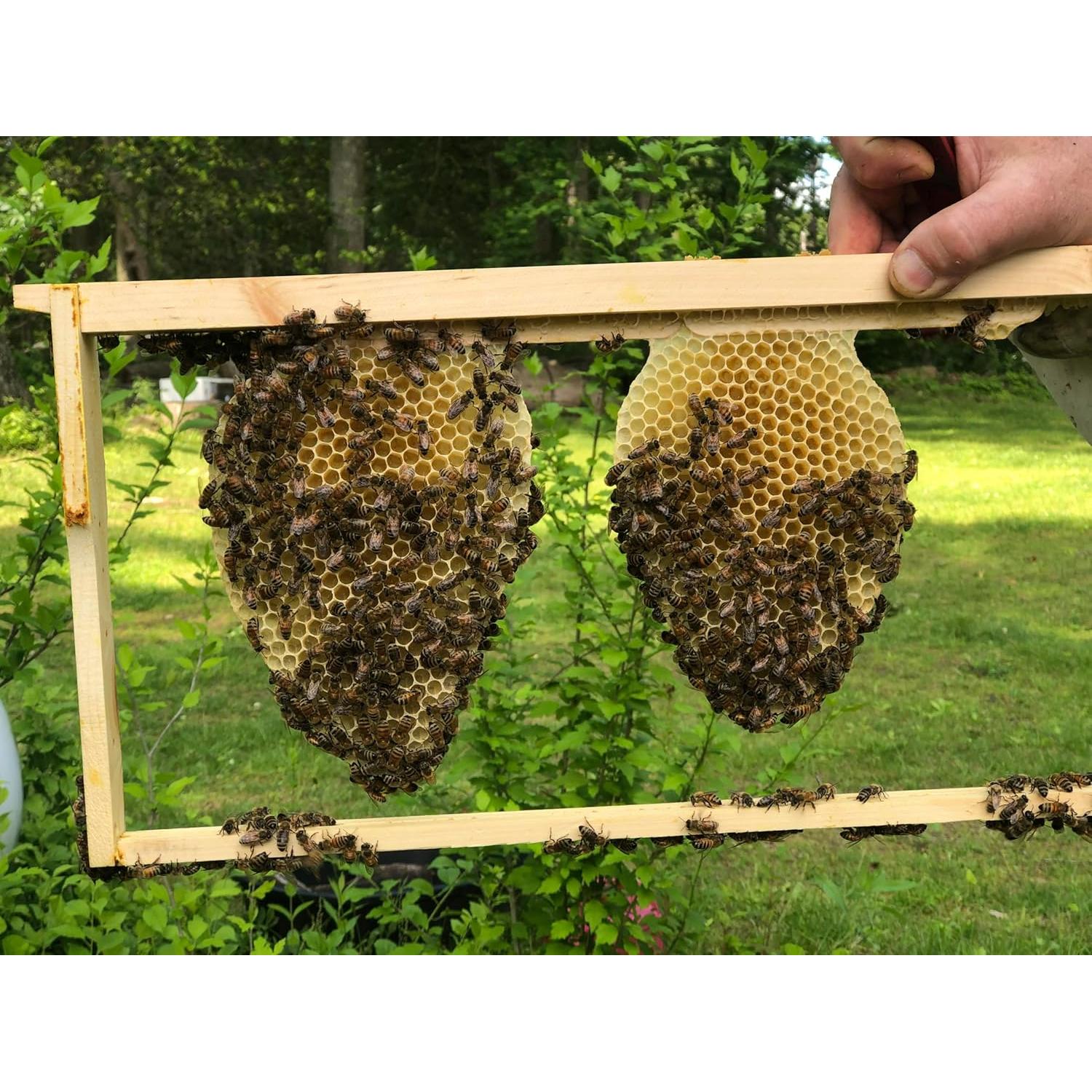 Bálsamo Curativo para Manos Planet Bee Apiary 28.35g Natural