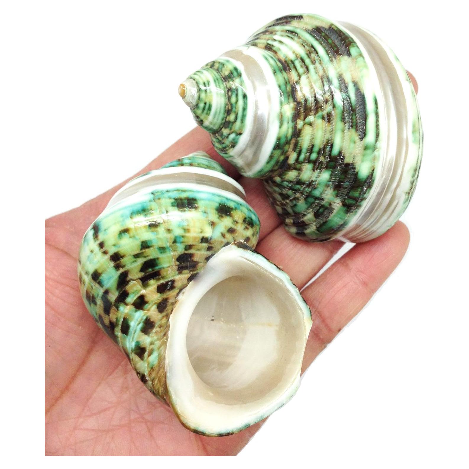 Conchas Naturales Grandes PEPPERLONELY para Cangrejo 5-7.6 cm