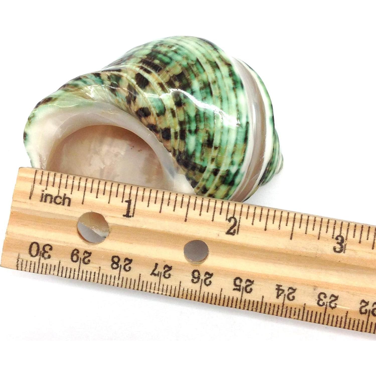 Conchas Naturales Grandes PEPPERLONELY para Cangrejo 5-7.6 cm