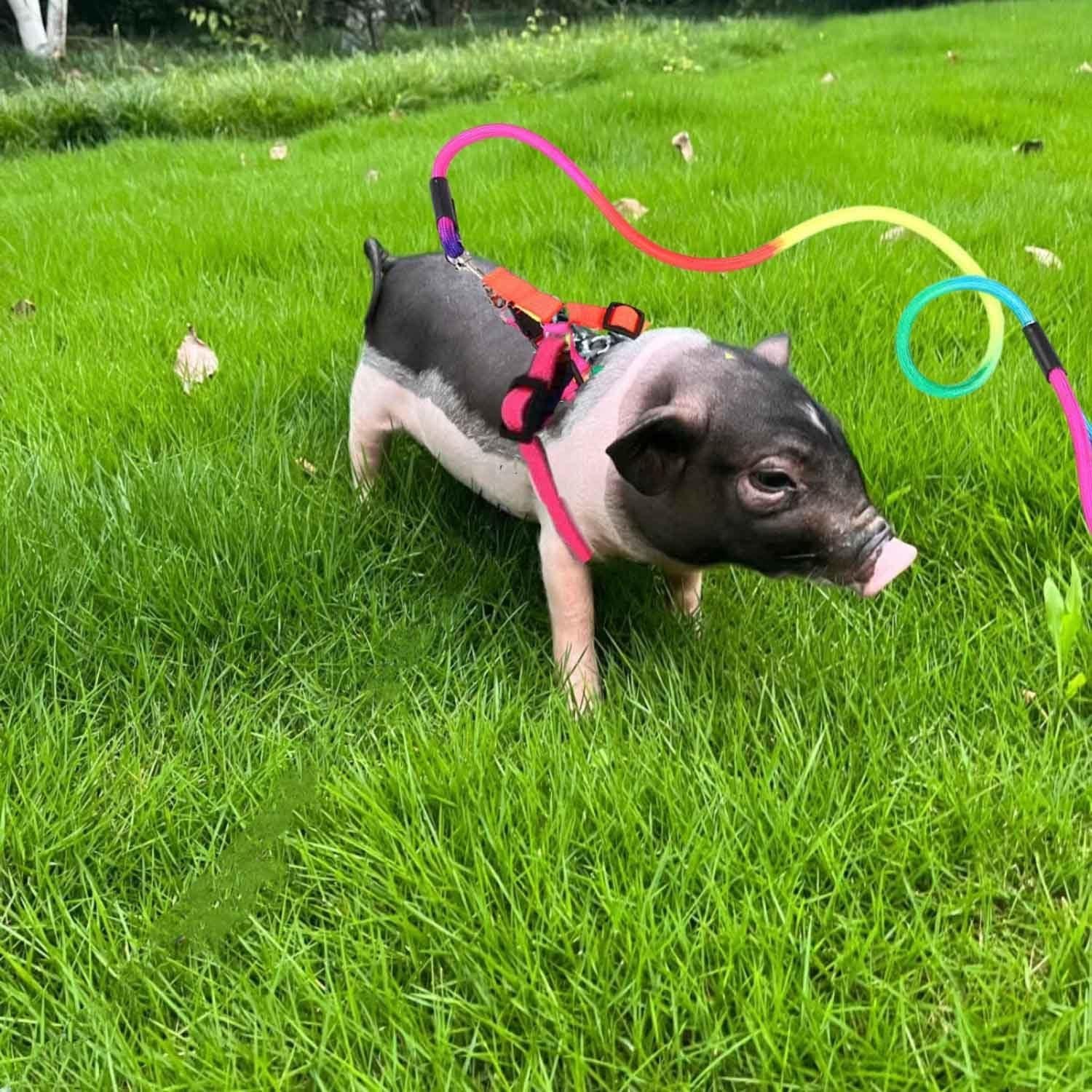 Juego de 2 Arnés y Correa Ajustable para Cerdo Mini TTMIMIK