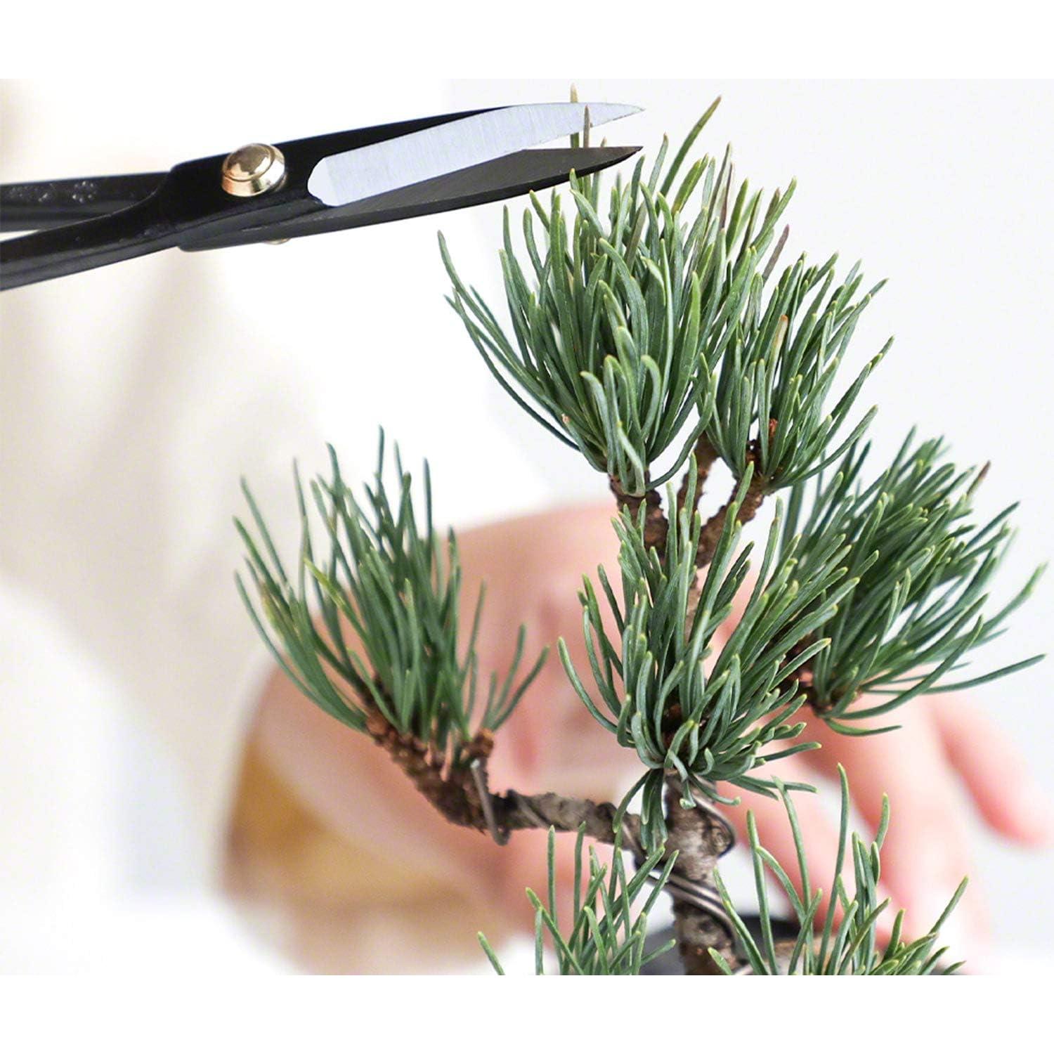 Kit de Tijeras de Bonsai Wazakura + Borrador de Resina Japonés