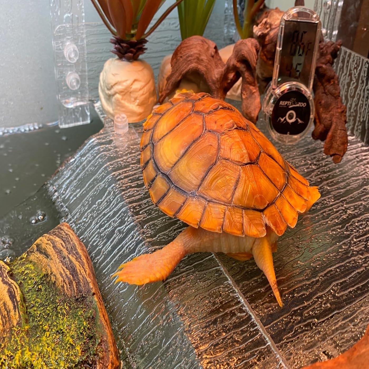 Plataforma de Sol para Tortugas Juilsioa 33x25.4 cm Acrílica