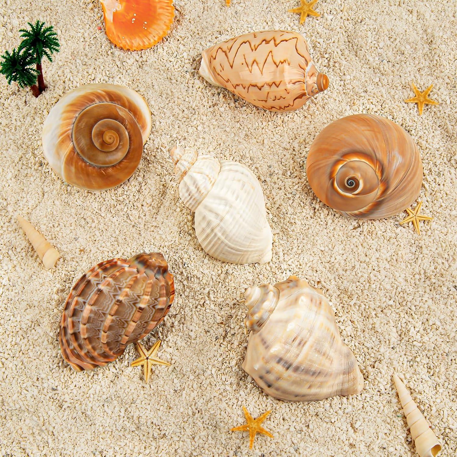6PCS Conchas de Cangrejo Ermitaño Naturales 7.6-8.9 cm