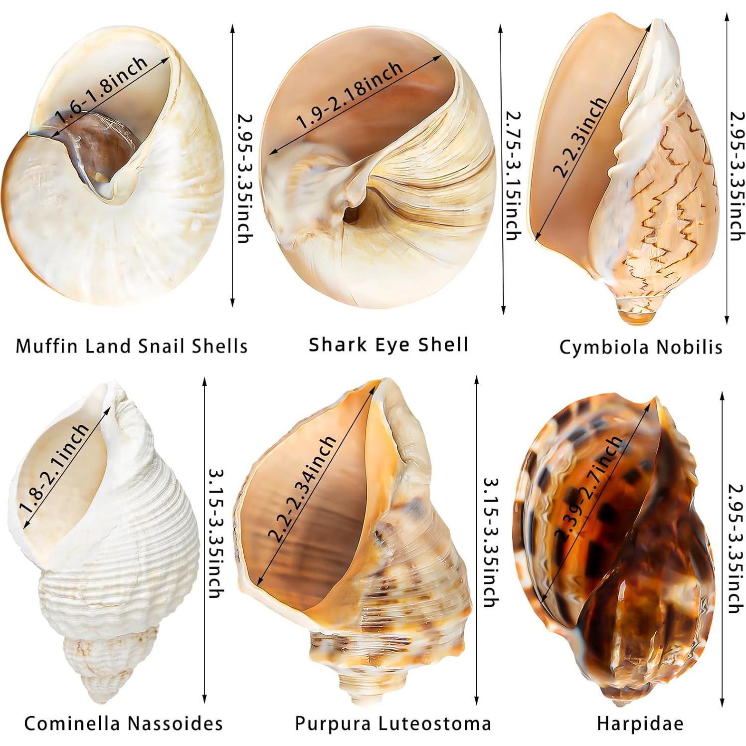 6PCS Conchas de Cangrejo Ermitaño Naturales 7.6-8.9 cm