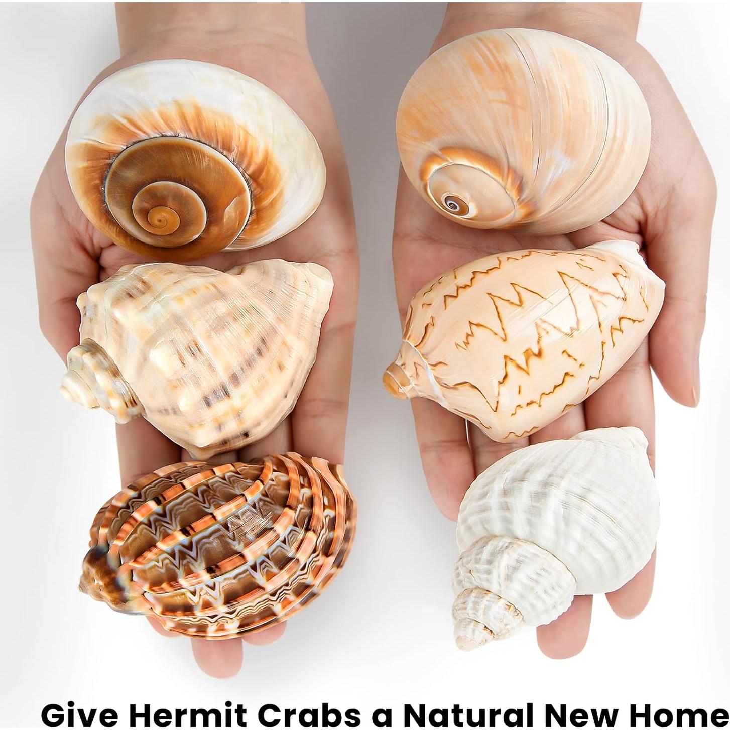 6PCS Conchas de Cangrejo Ermitaño Naturales 7.6-8.9 cm