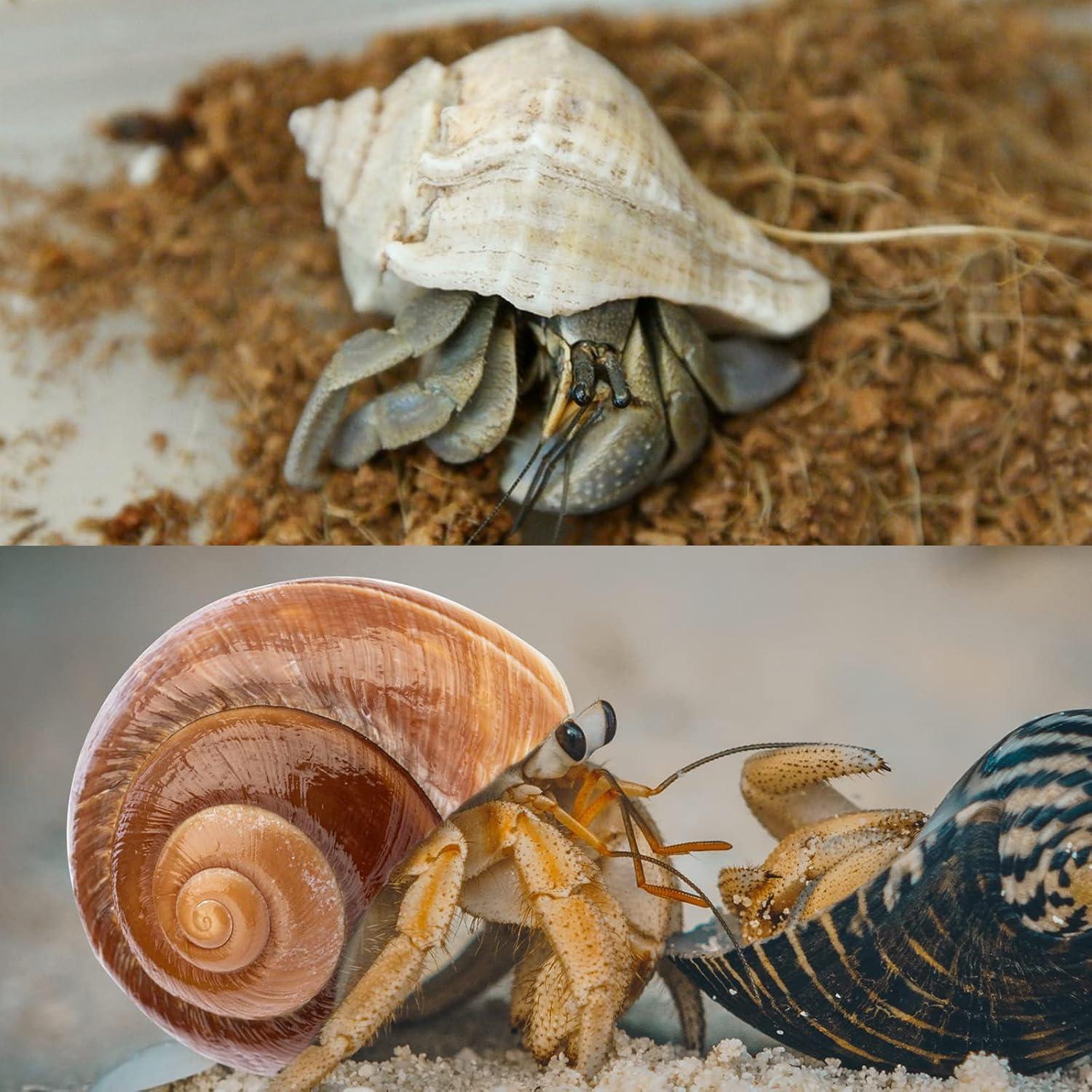 6PCS Conchas de Cangrejo Ermitaño Naturales 7.6-8.9 cm