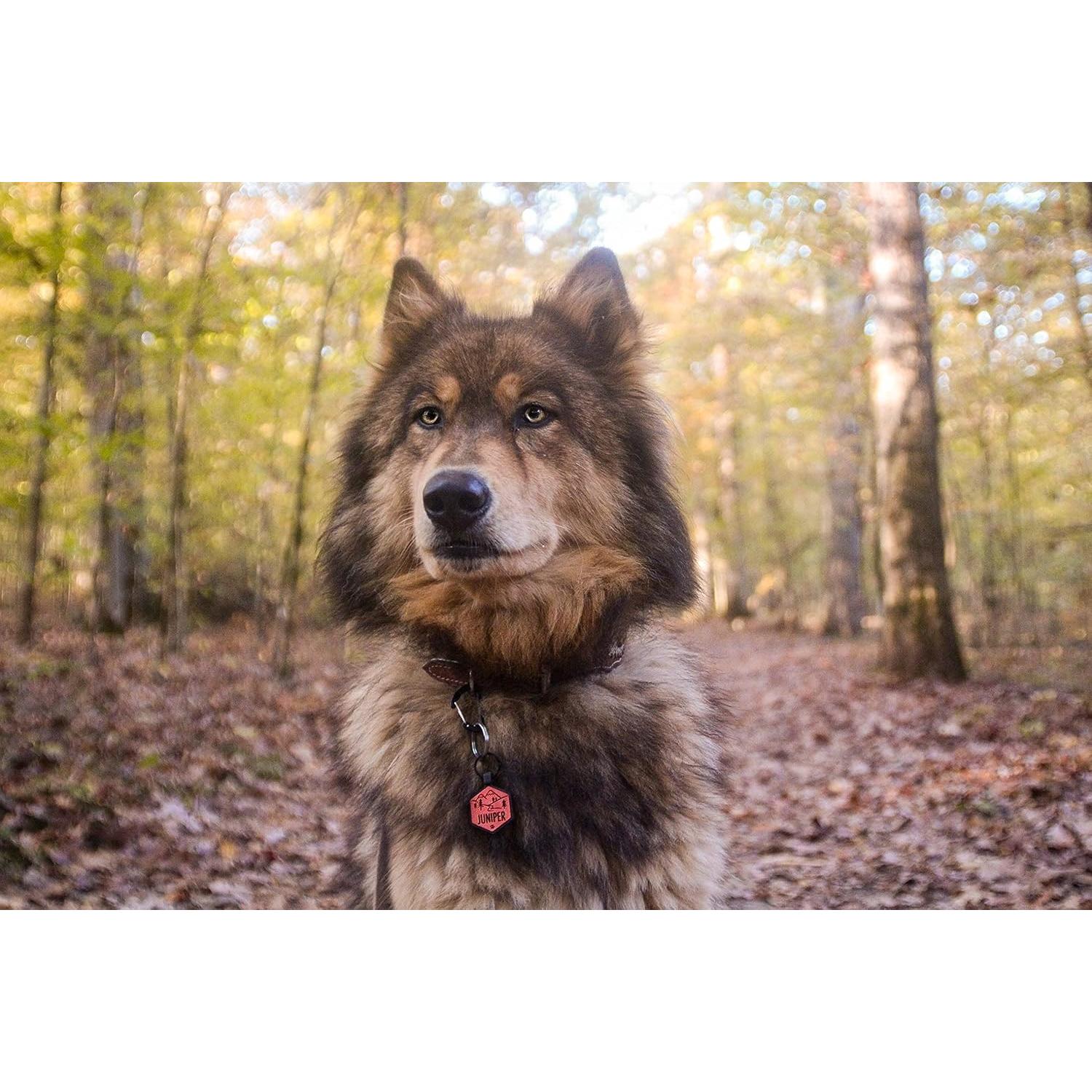 Etiqueta de Identificación Silicona Besties Pets QR Personalizada