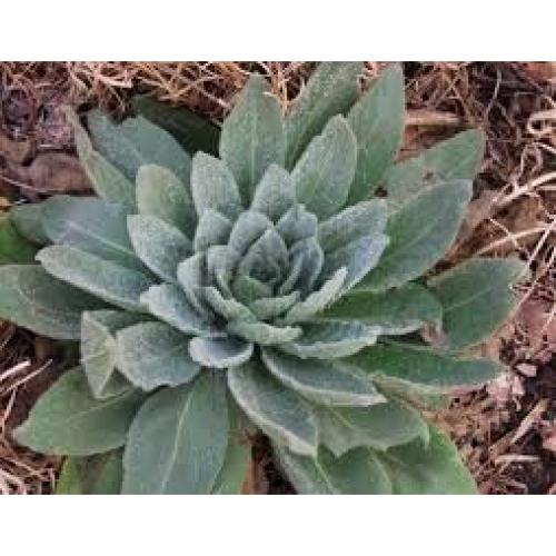 Hoja de Mullein Secada Cortada 56.7g La Tienda de Hierbas